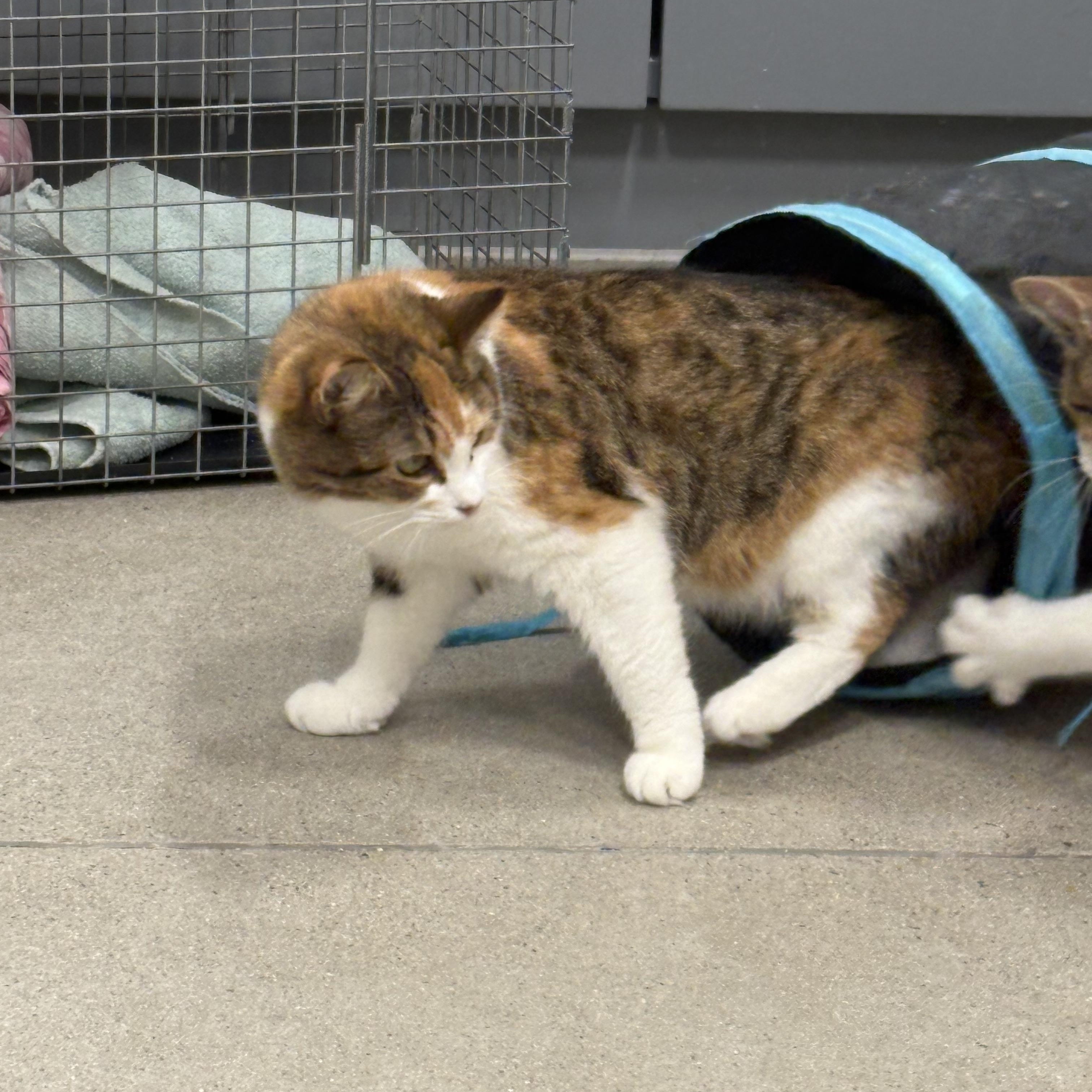 Enlarge Annie, an adopted Domestic Short Hair in Fredericton, NB image 5/6