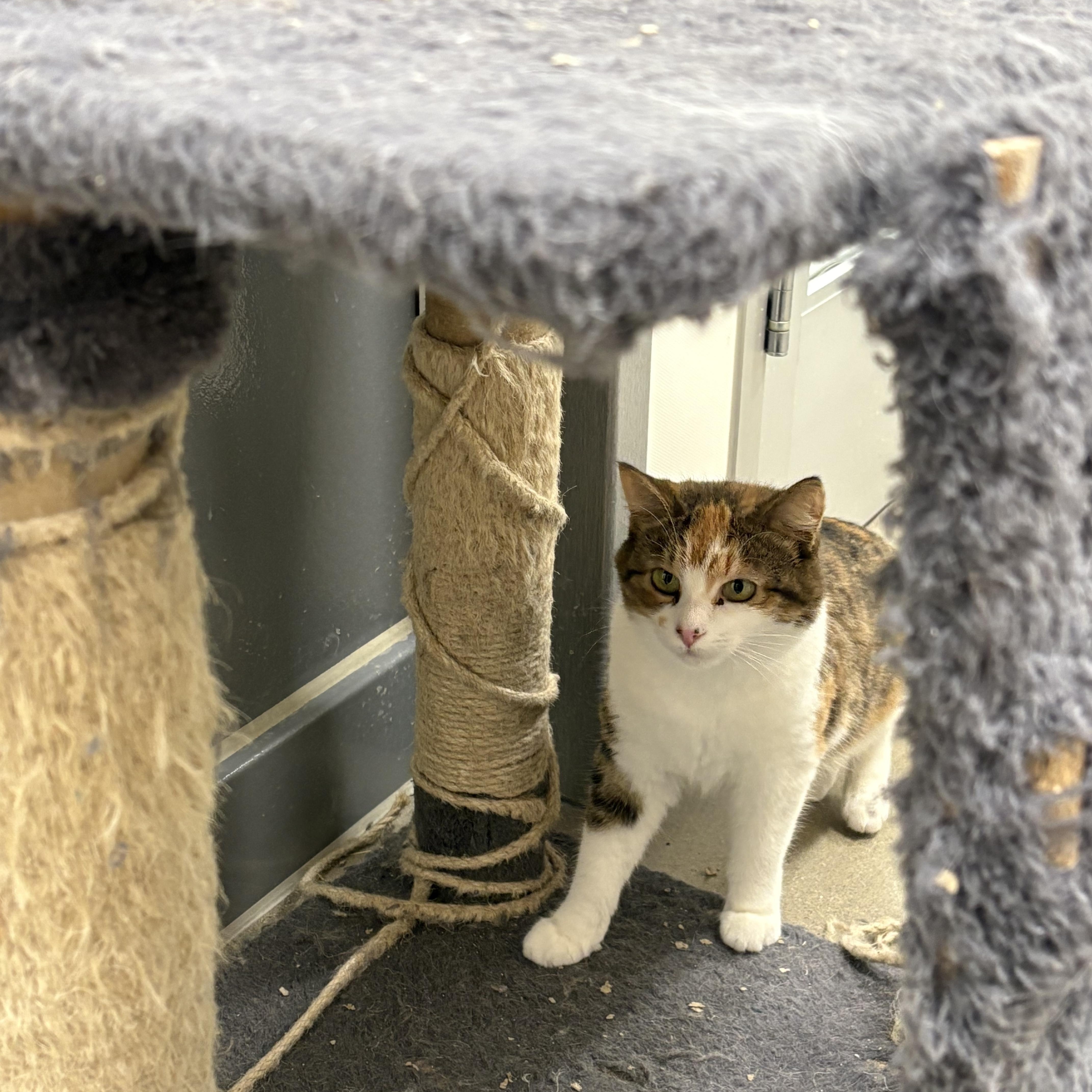 Enlarge Annie, an adopted Domestic Short Hair in Fredericton, NB image 4/6