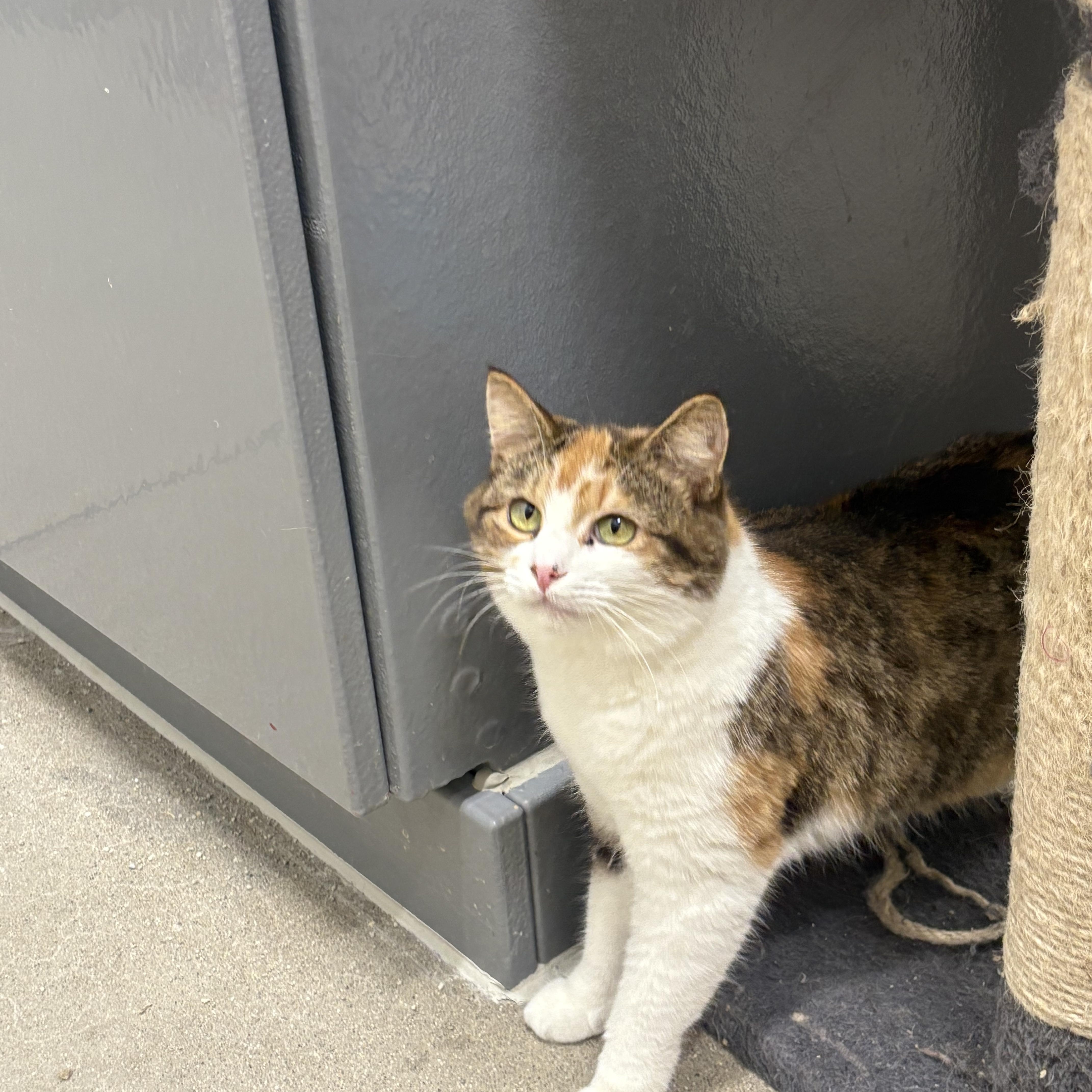 Annie, adopted, Adult Female Domestic Short Hair.