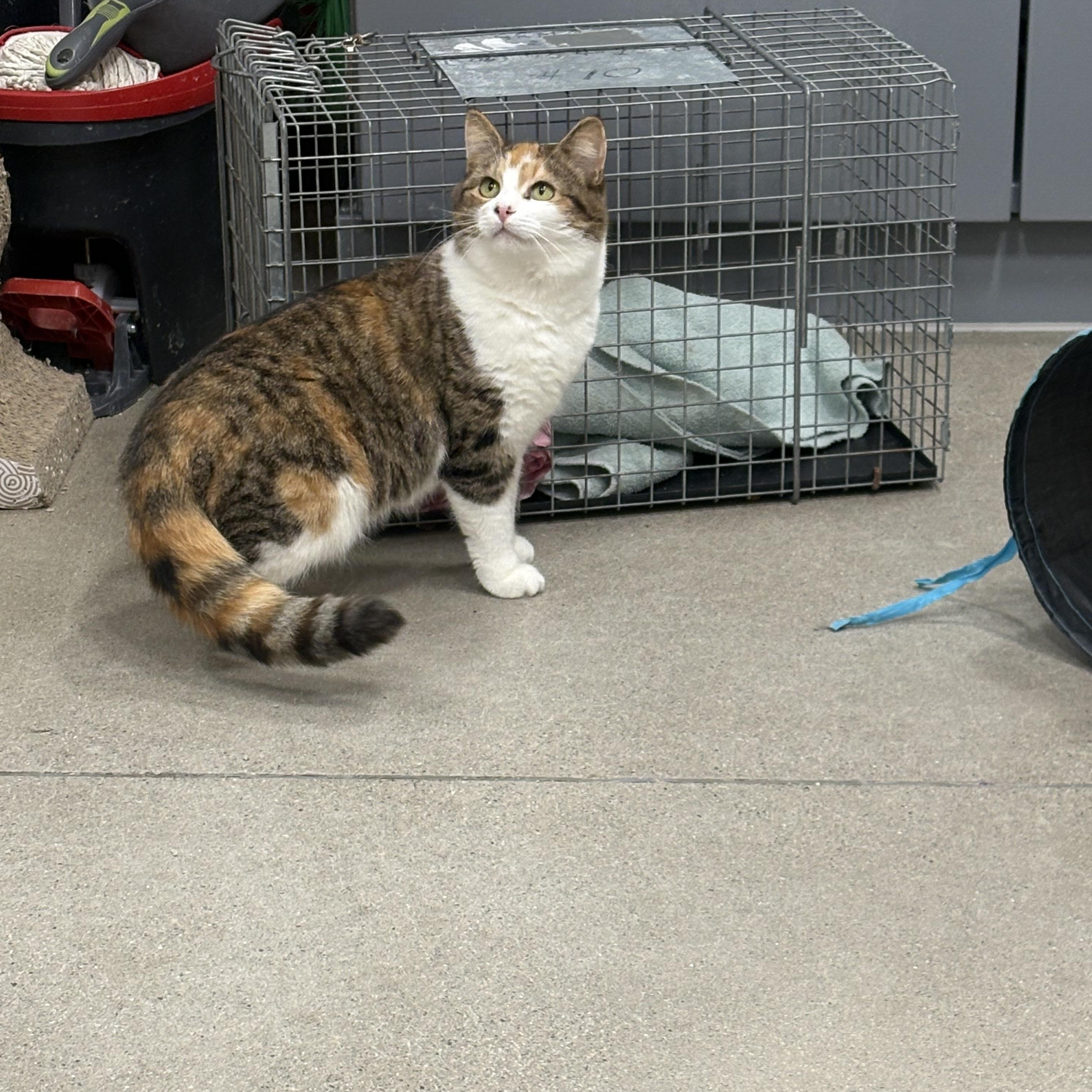 Enlarge Annie, an adopted Domestic Short Hair in Fredericton, NB image 3/6