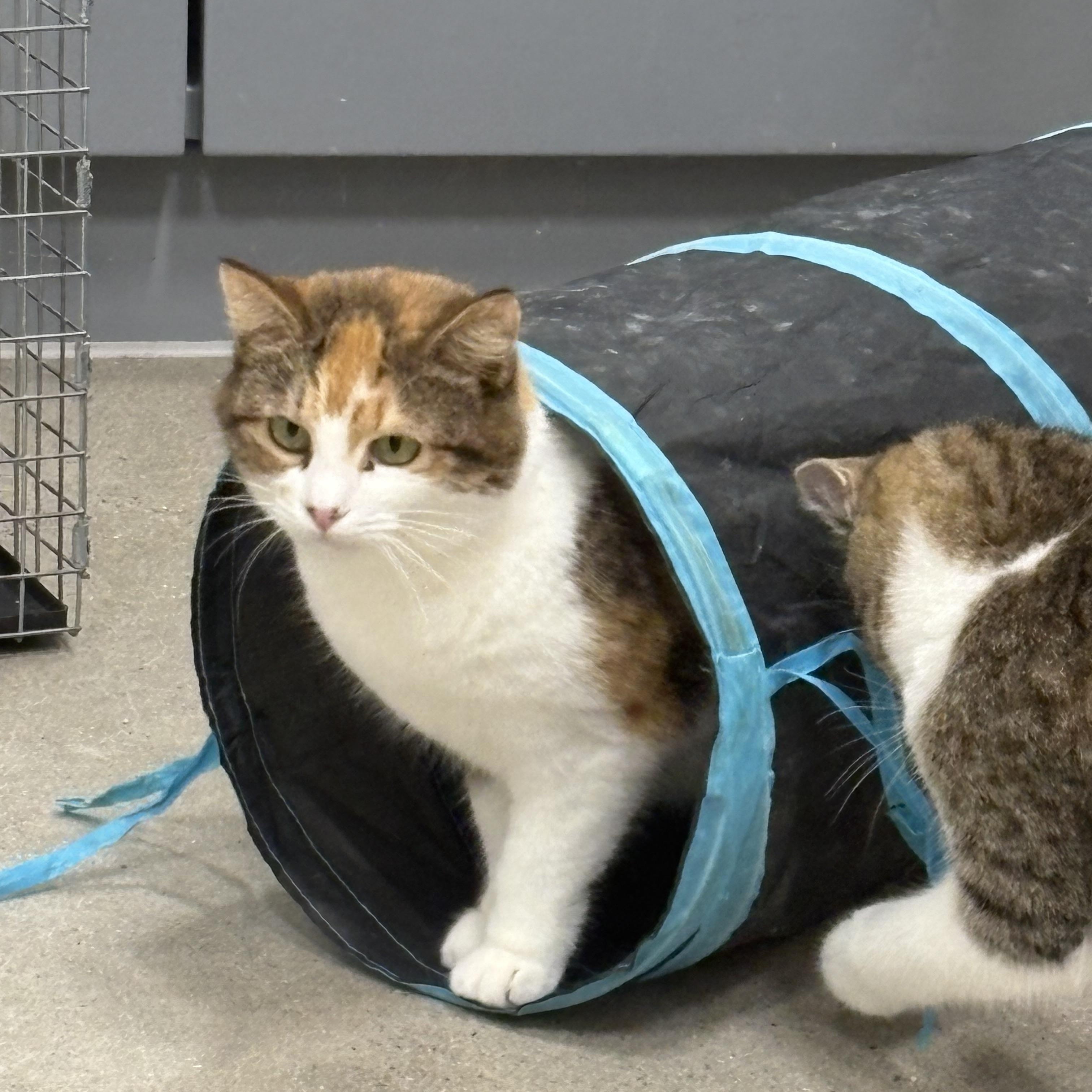 Enlarge Annie, an adopted Domestic Short Hair in Fredericton, NB image 2/6