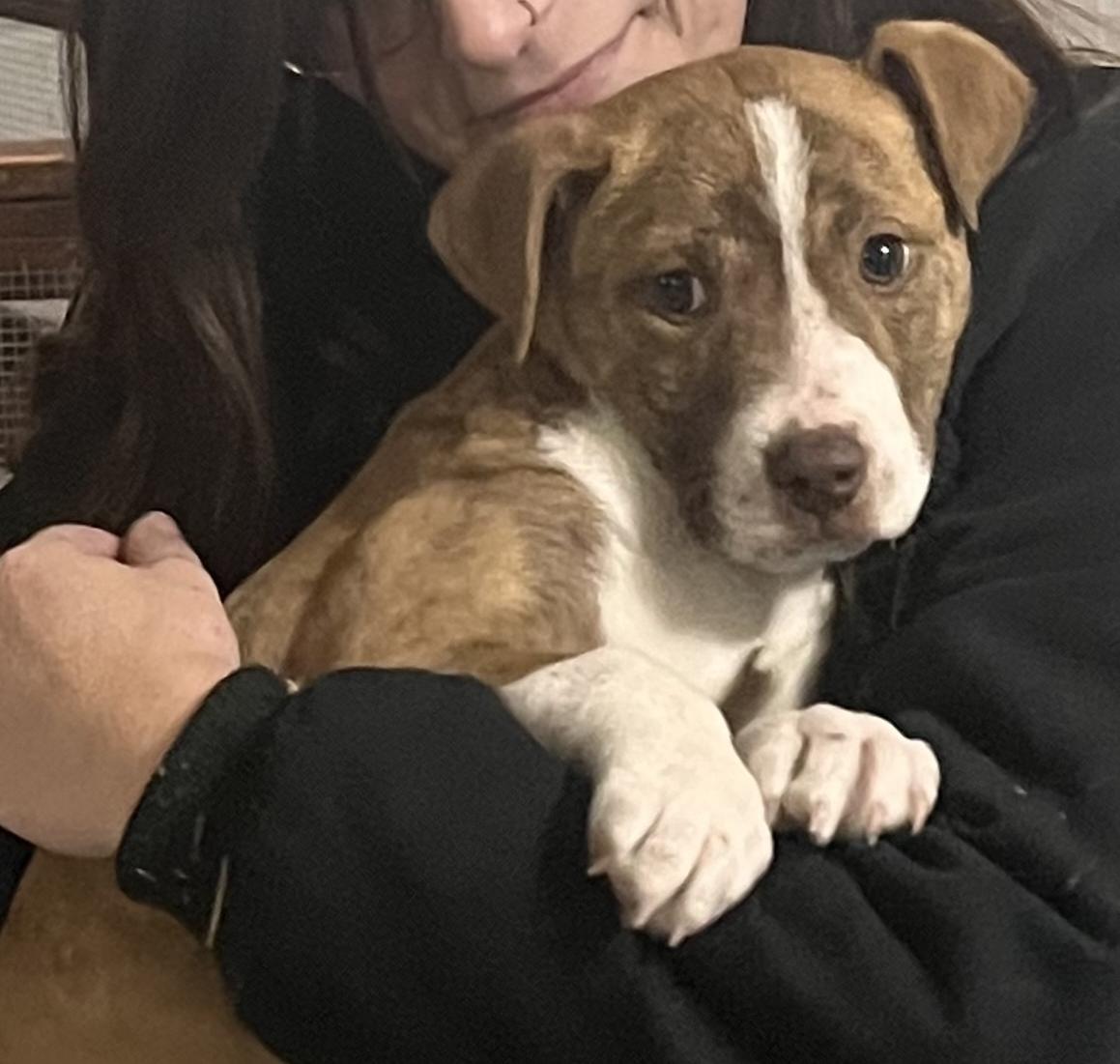 Peggy, ADOPTABLE, Puppy Female Pit Bull Terrier & Terrier.