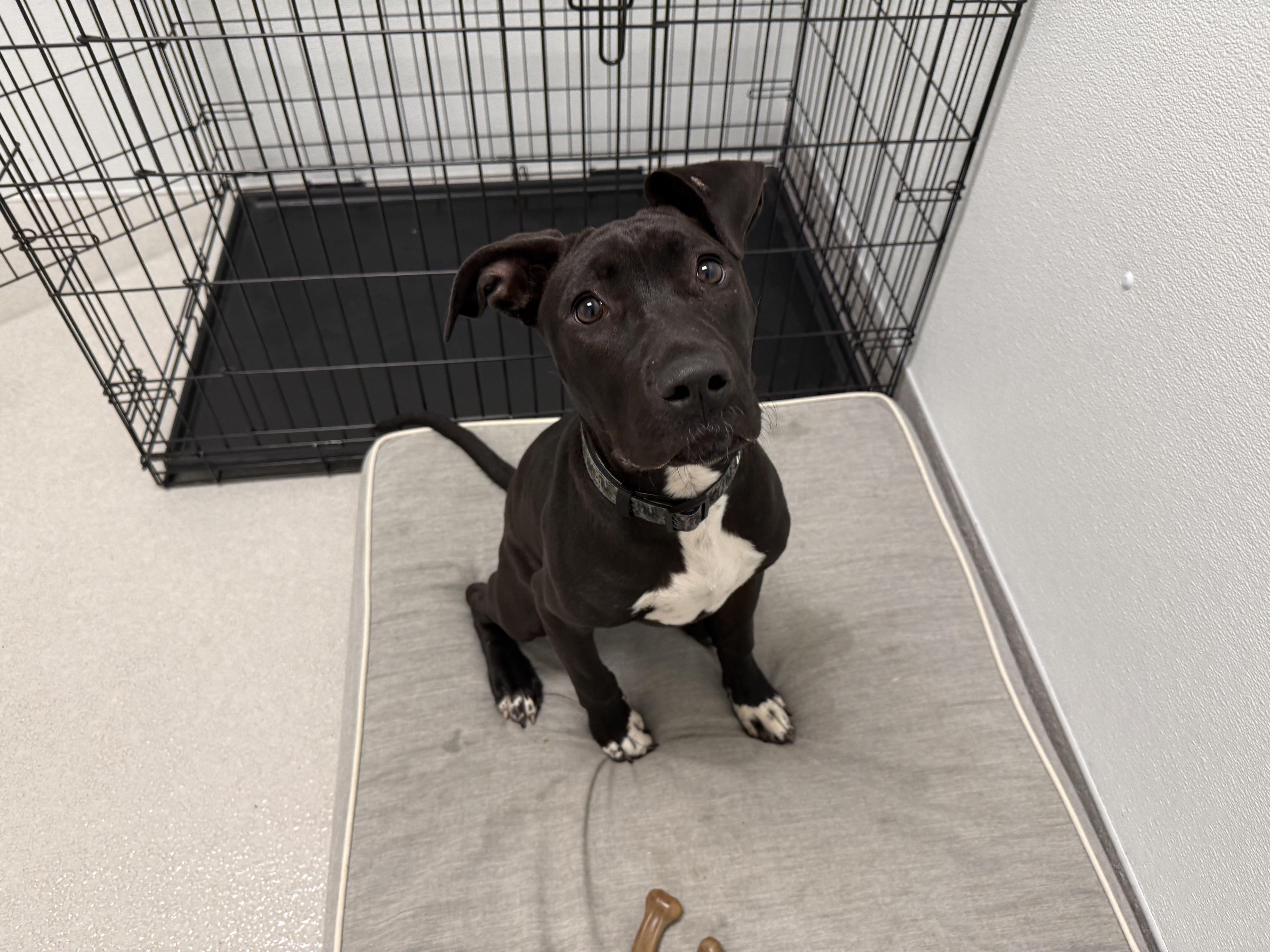 Barbie, a ADOPTABLE Mixed Breed in Evanston, IL image 5/5