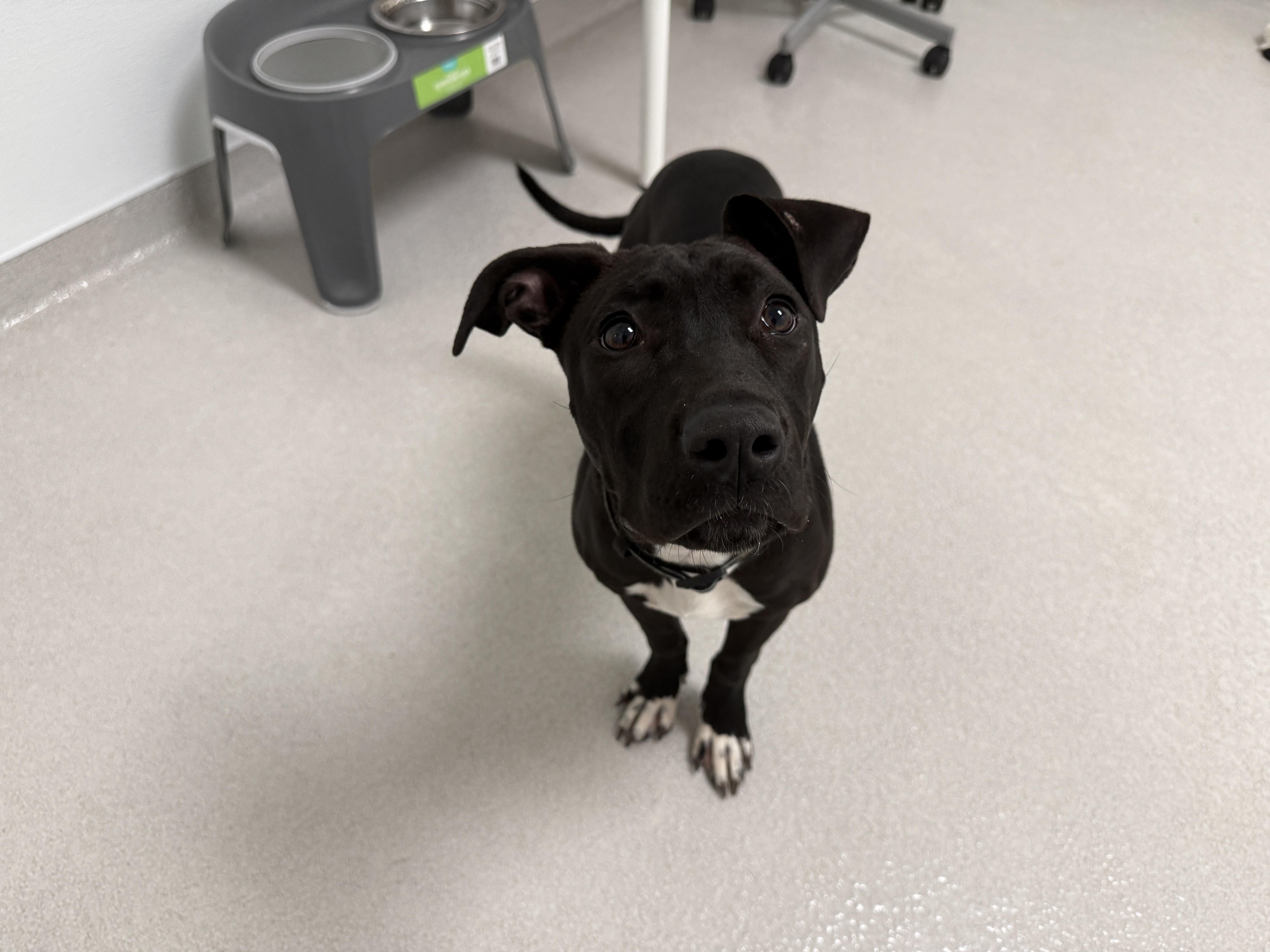 Barbie, a ADOPTABLE Mixed Breed in Evanston, IL image 2/5