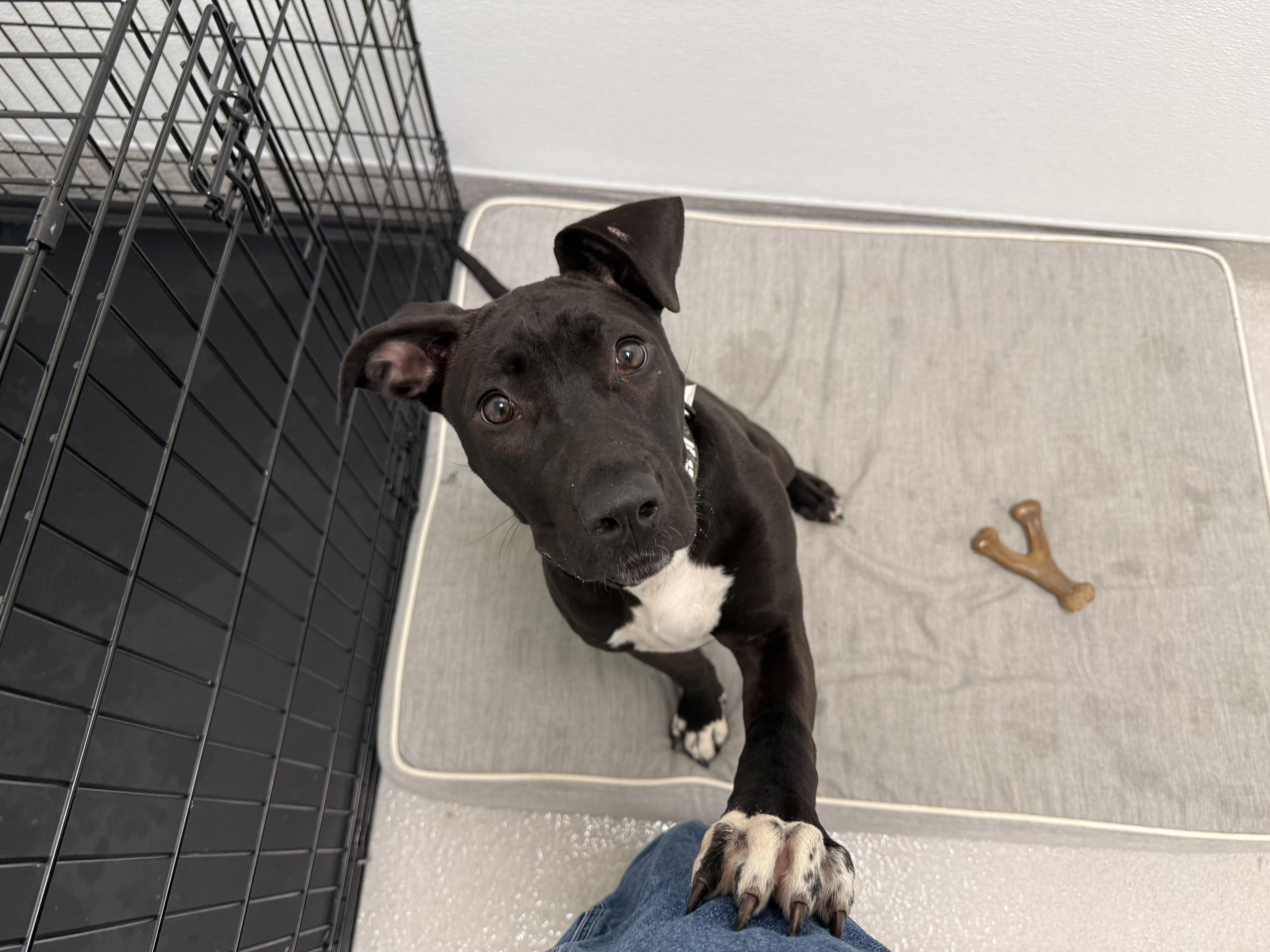Barbie, a ADOPTABLE Mixed Breed in Evanston, IL image 4/5