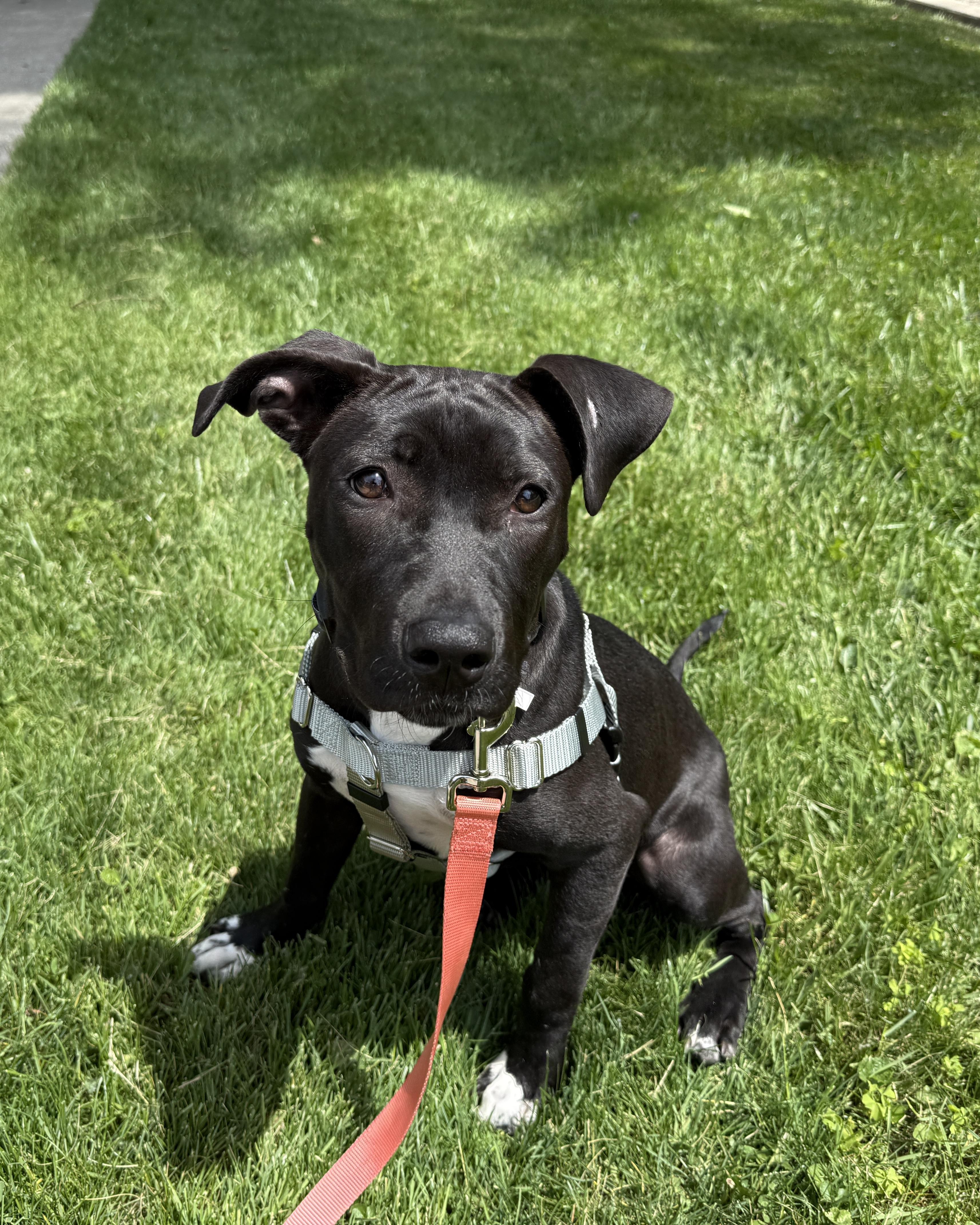 Barbie, ADOPTABLE, Puppy Female Mixed Breed.