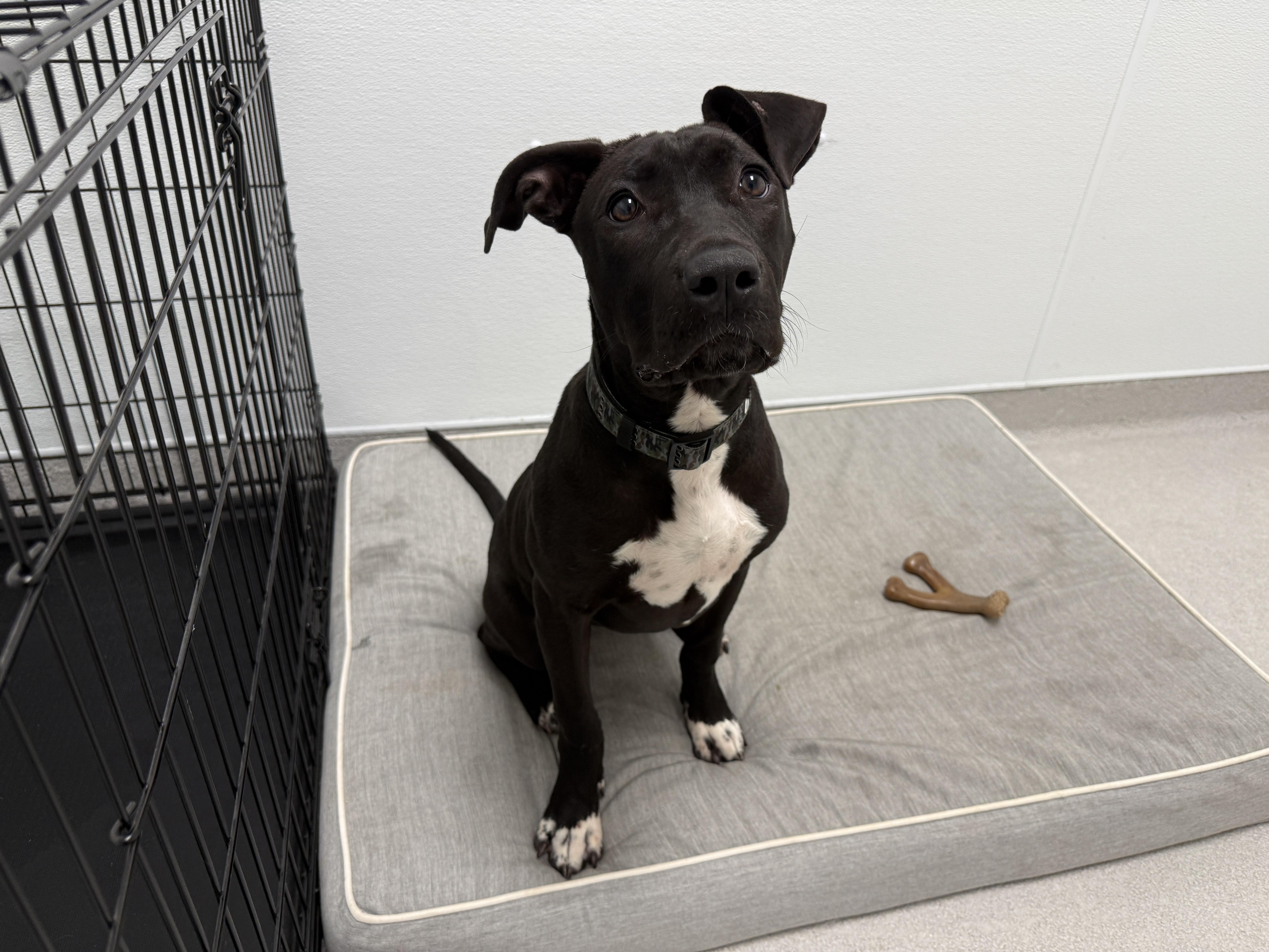 Barbie, a ADOPTABLE Mixed Breed in Evanston, IL image 3/5