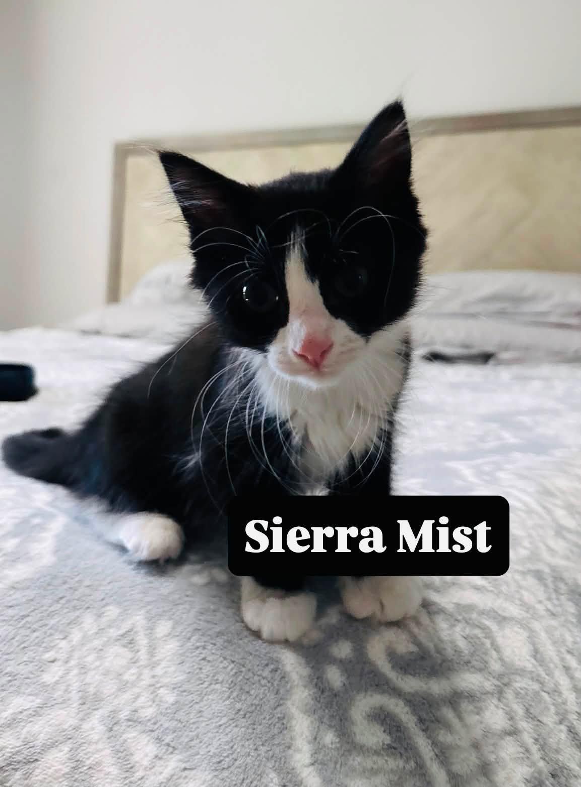 Sierrs Mist, ADOPTABLE, Kitten Female Domestic Long Hair.