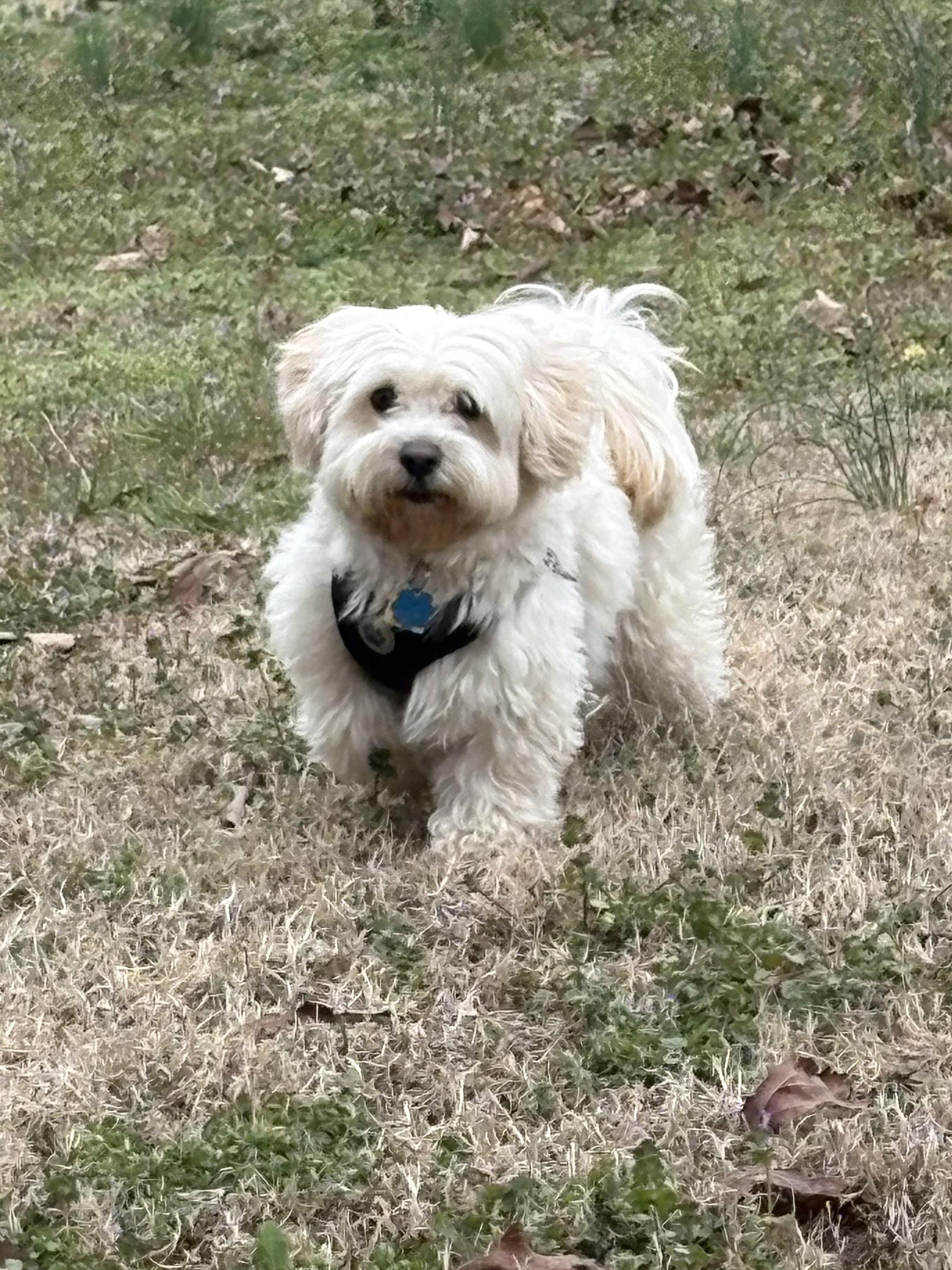 Denim, adopted, Adult Male Shih Tzu & Maltipoo.
