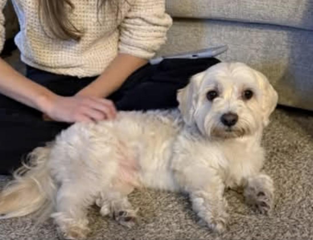 Enlarge Denim, an adopted mixed breed in Ooltewah, TN image 2/2