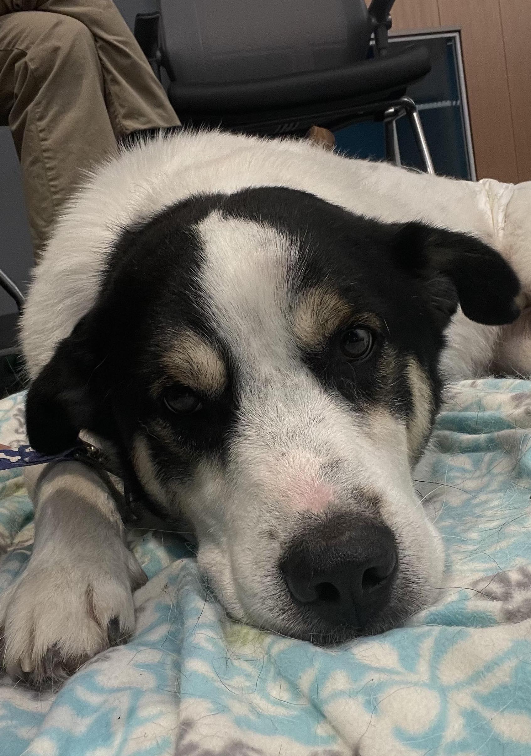 Enlarge Chappy, a Adoptable mixed breed in Auburn, NE image 2/4