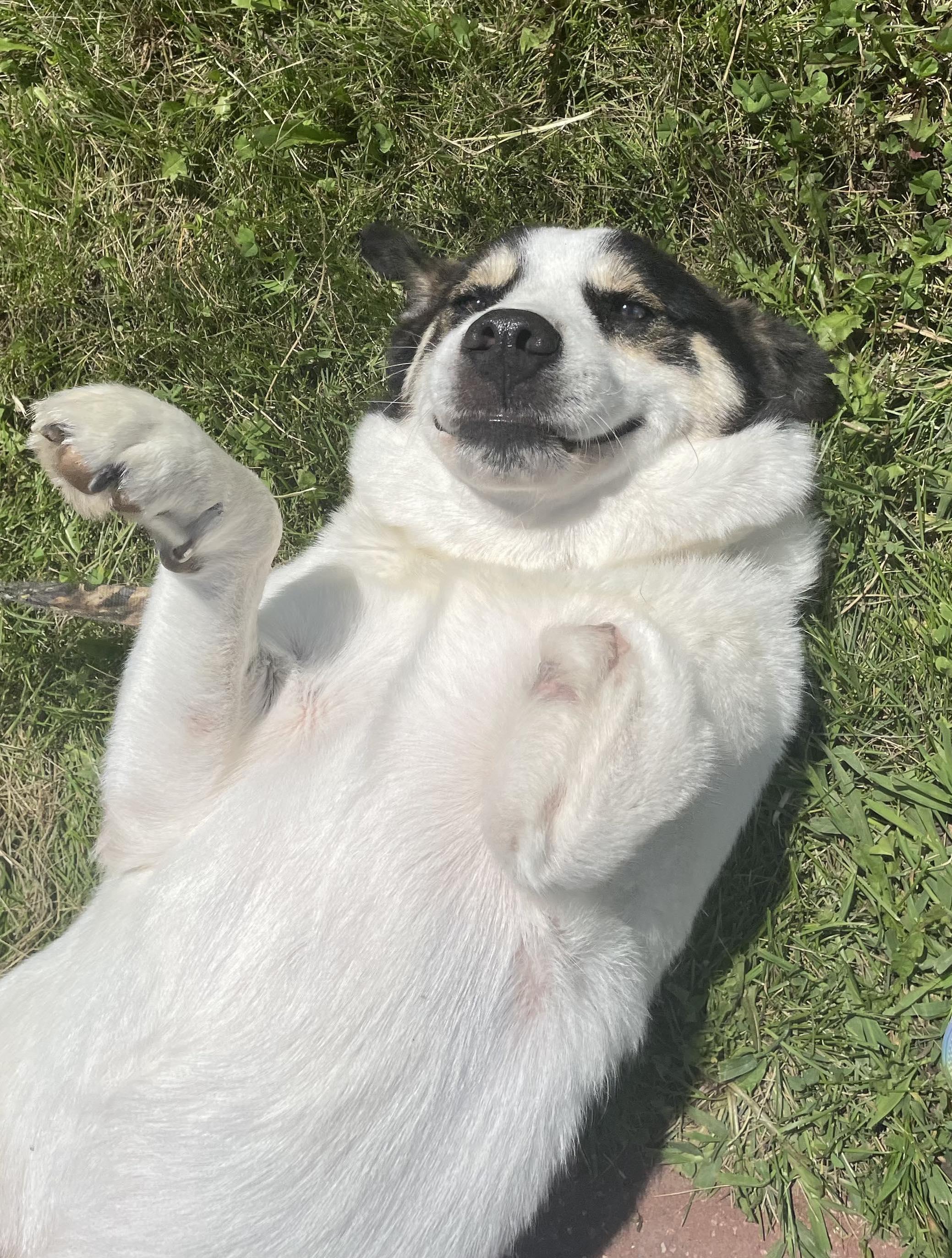 Enlarge Chappy, a Adoptable mixed breed in Auburn, NE image 3/4
