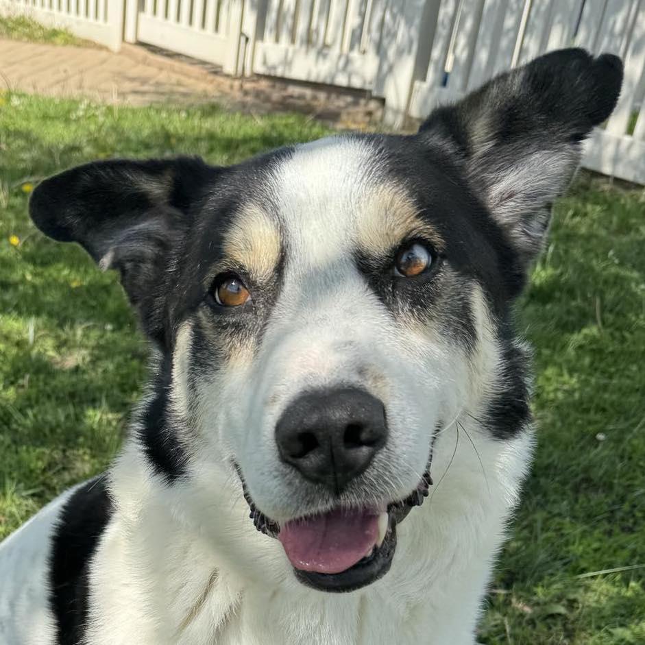 Enlarge Chappy, a Adoptable mixed breed in Auburn, NE image 1/4