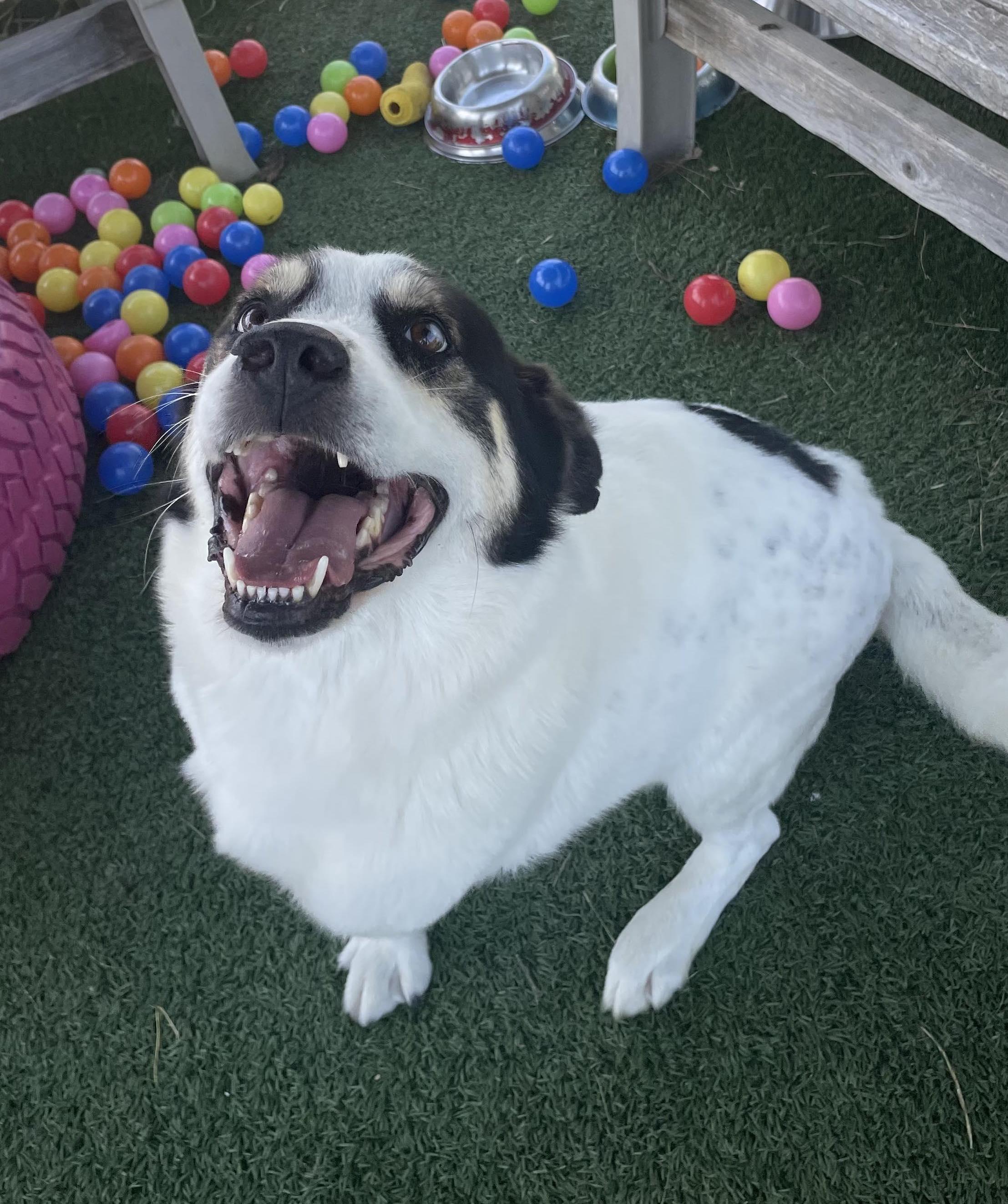 Enlarge Chappy, a Adoptable mixed breed in Auburn, NE image 4/4