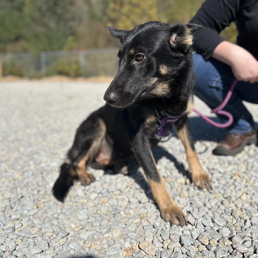 Enlarge Lottie/Athena, a Adoptable German Shepherd Dog in Hohenwald, TN image 1/4