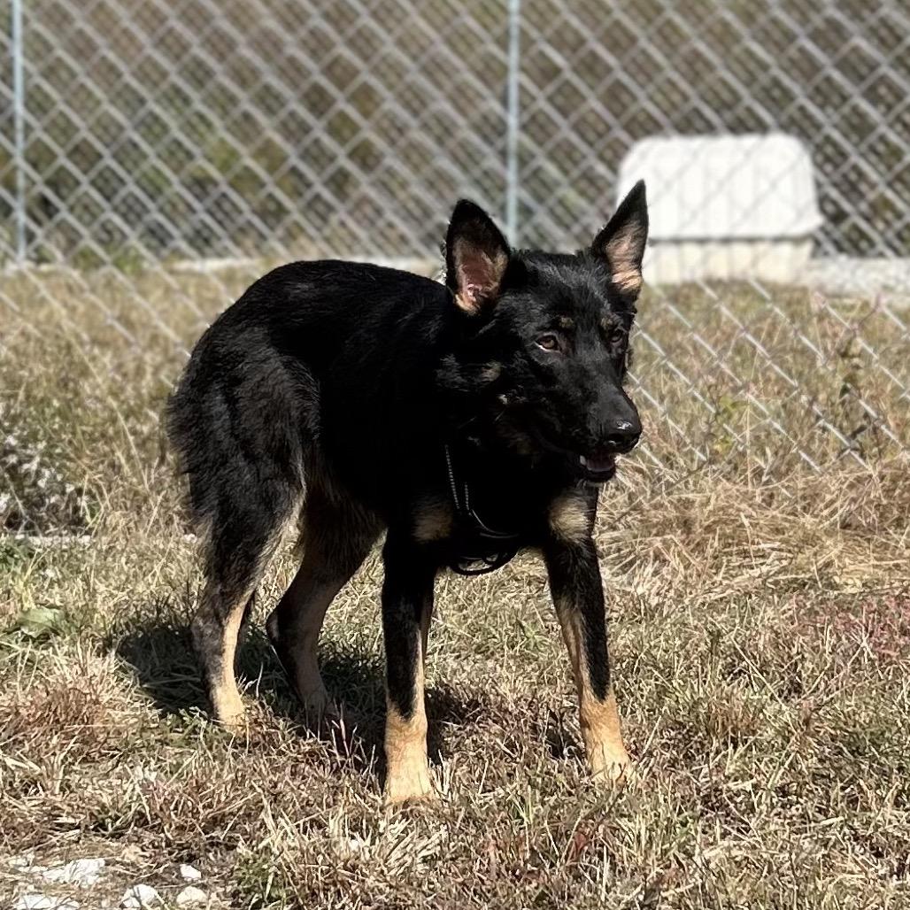 Enlarge Lottie/Athena, a Adoptable German Shepherd Dog in Hohenwald, TN image 2/4