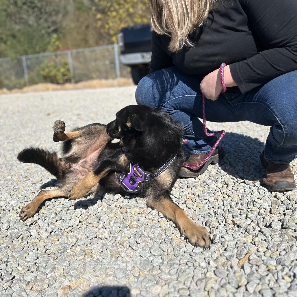 Enlarge Lottie/Athena, a Adoptable German Shepherd Dog in Hohenwald, TN image 3/4