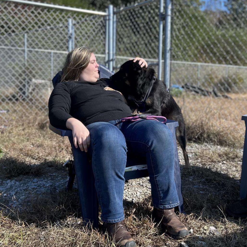 Enlarge Lottie/Athena, a Adoptable German Shepherd Dog in Hohenwald, TN image 4/4