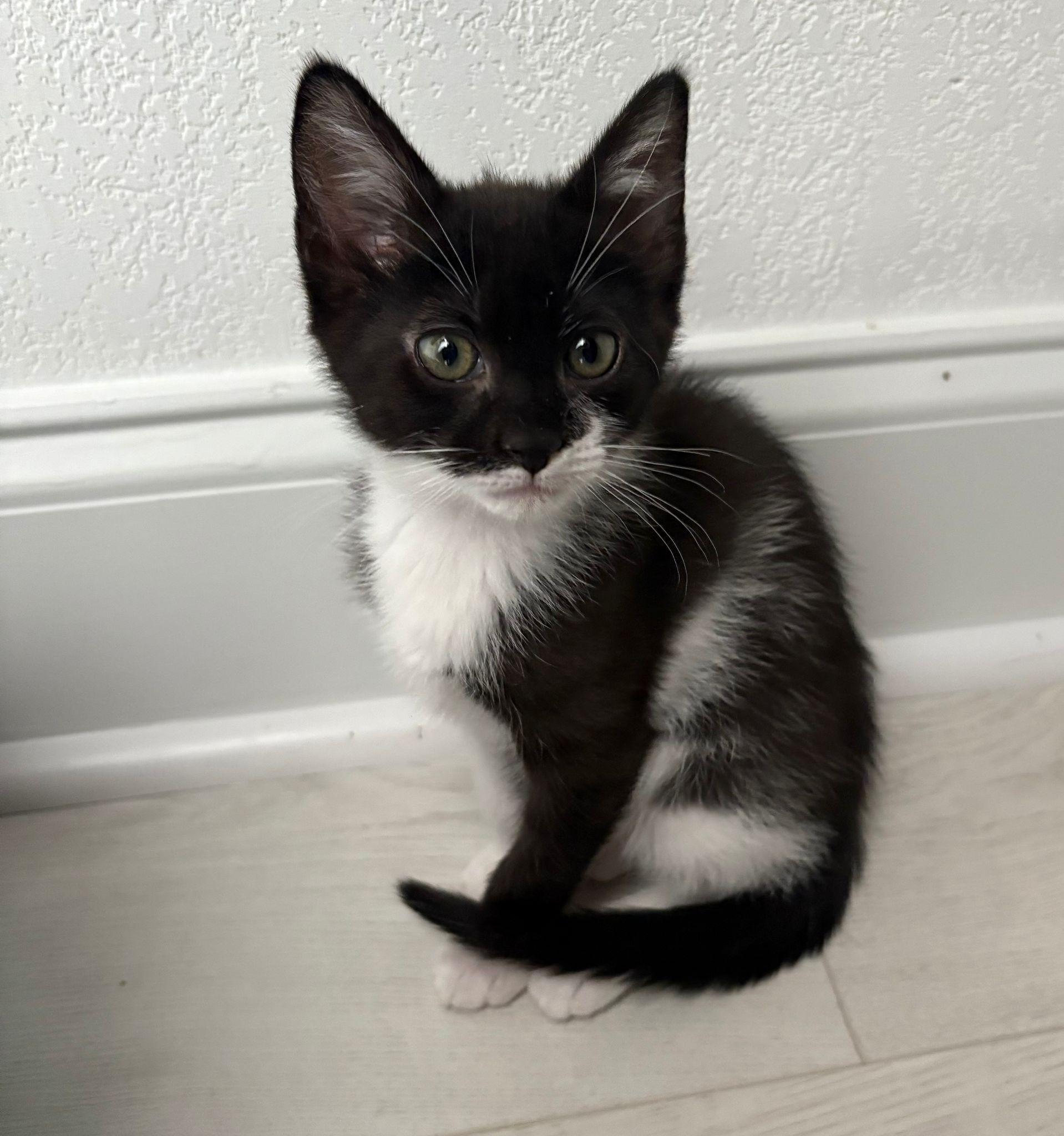 Velbit, Baby Female unknown