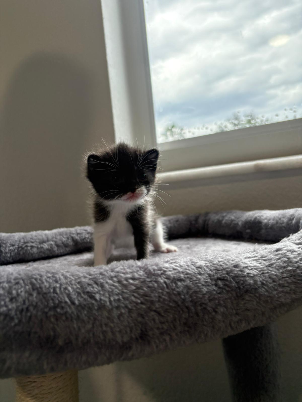 Velbit photo 4