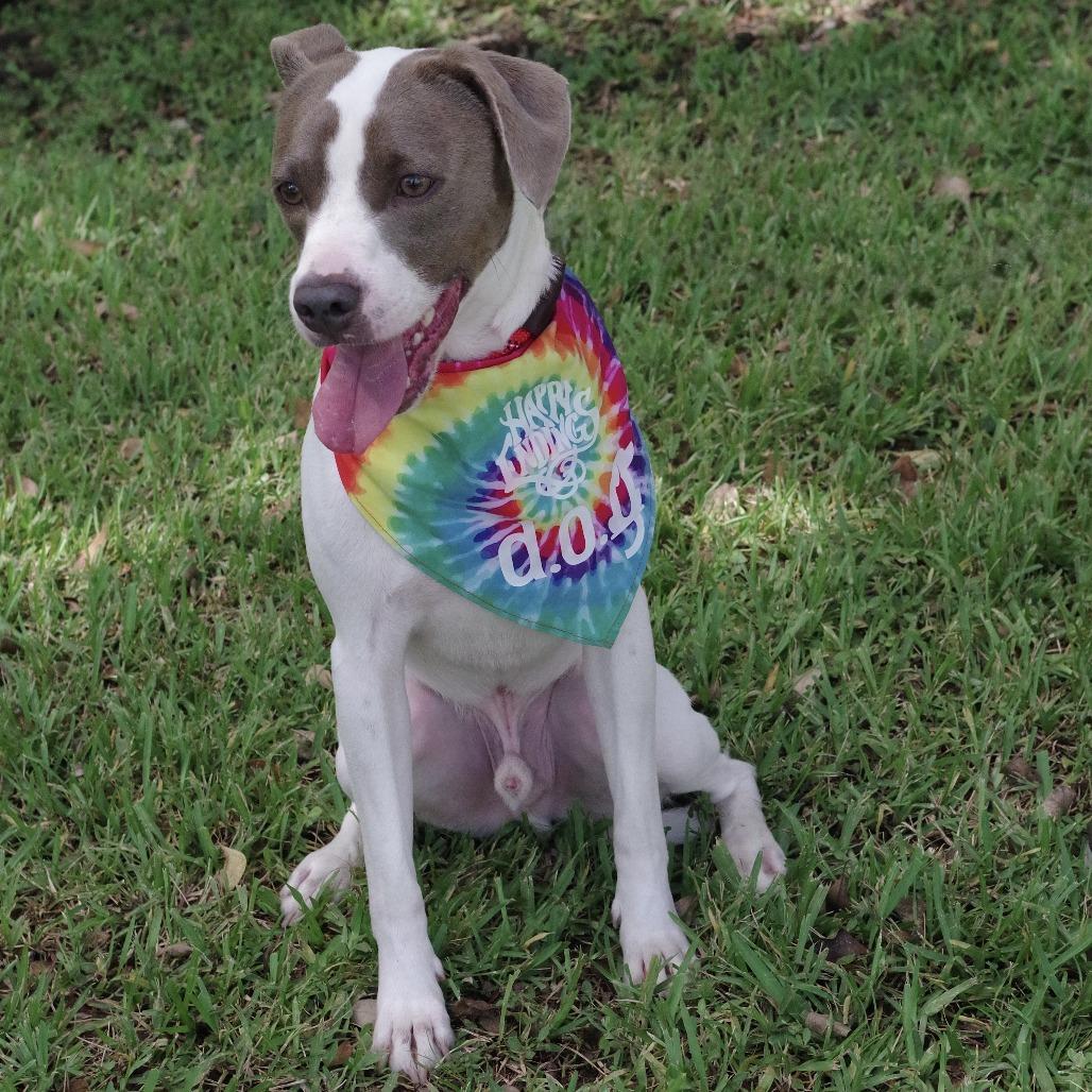 Enlarge Yogi, a Adoptable mixed breed in Miami, FL image 1/6