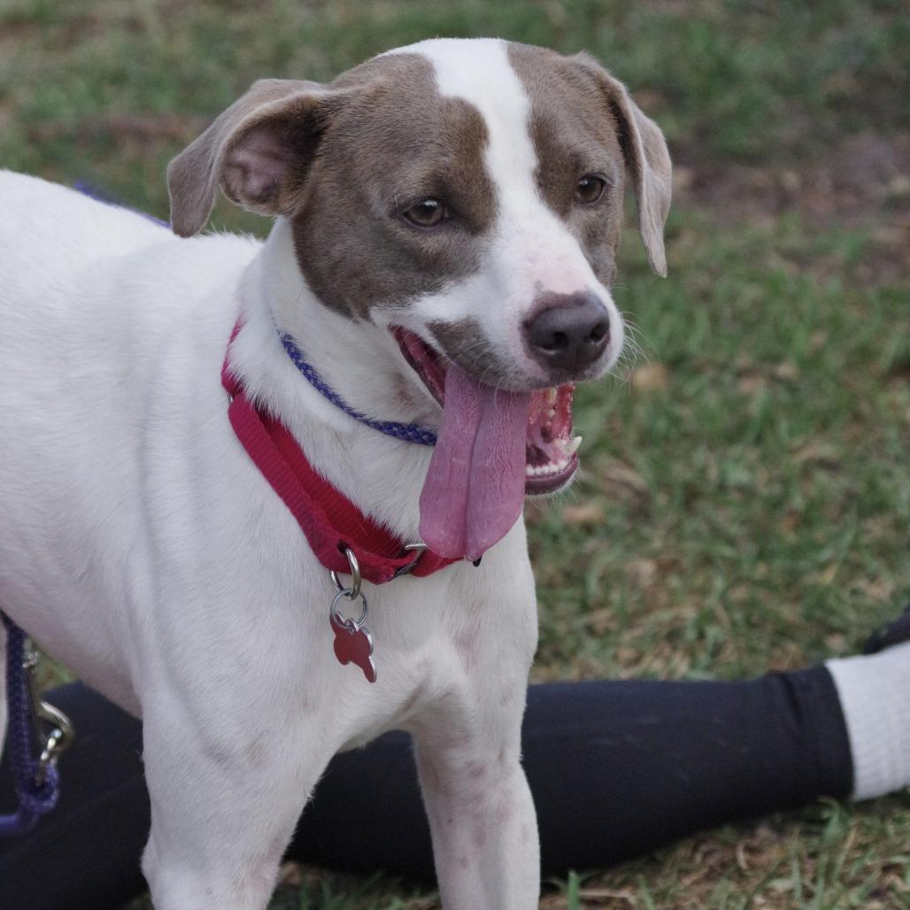 Enlarge Yogi, a Adoptable mixed breed in Miami, FL image 2/6