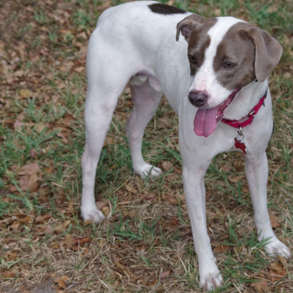 Enlarge Yogi, a Adoptable mixed breed in Miami, FL image 3/6