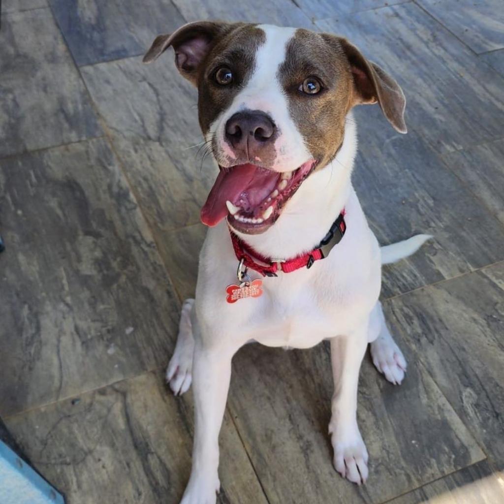 Enlarge Yogi, a Adoptable mixed breed in Miami, FL image 4/6