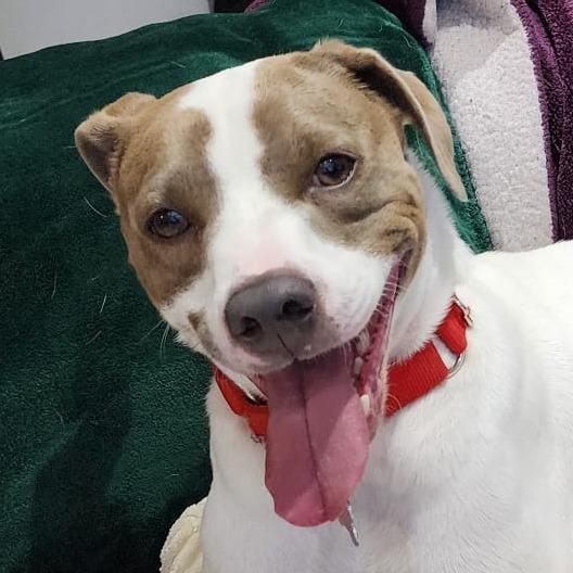 Enlarge Yogi, a Adoptable mixed breed in Miami, FL image 1/6