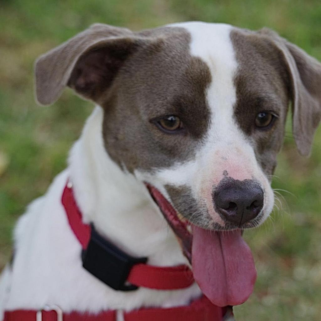 Enlarge Yogi, a Adoptable mixed breed in Miami, FL image 5/6
