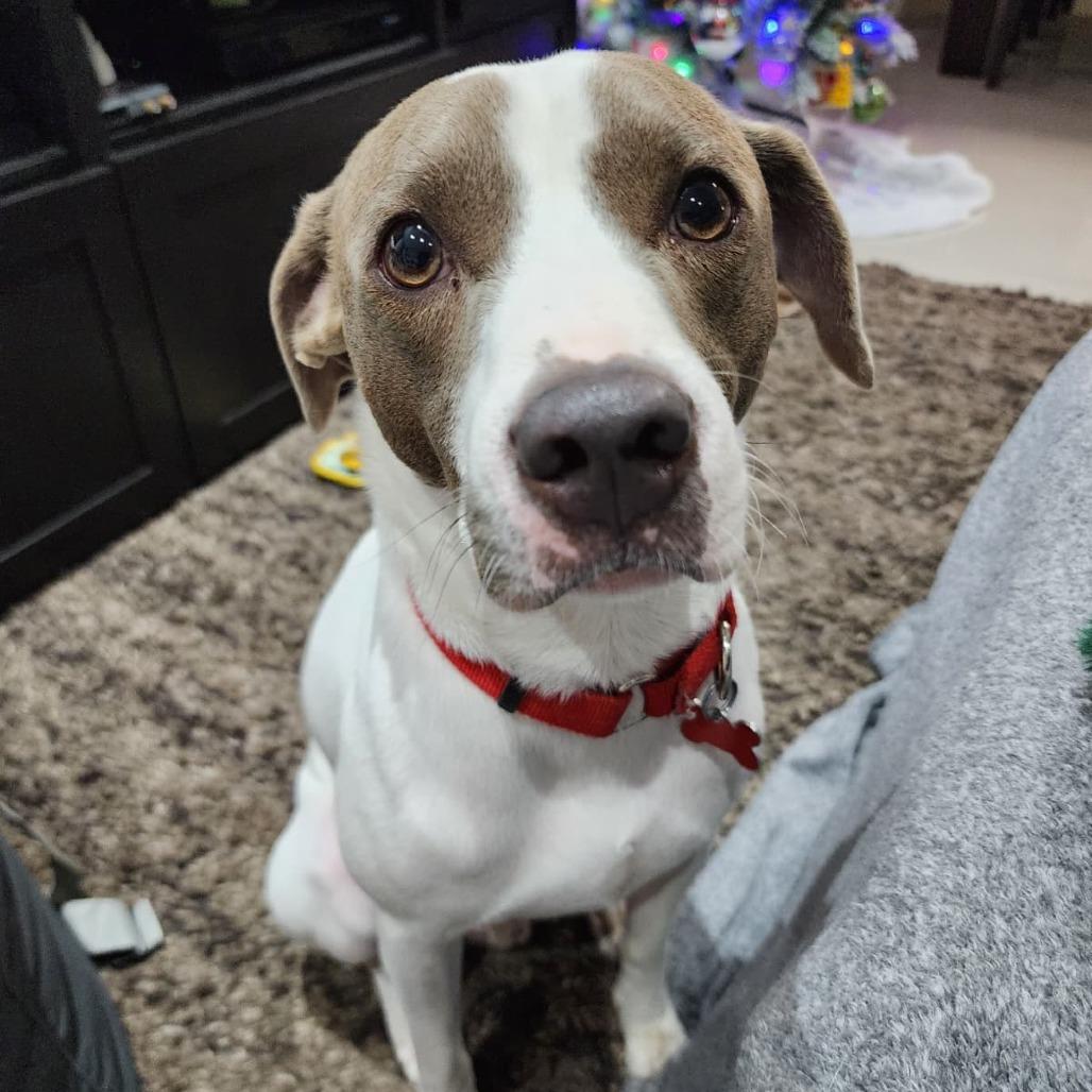 Enlarge Yogi, a Adoptable mixed breed in Miami, FL image 2/6