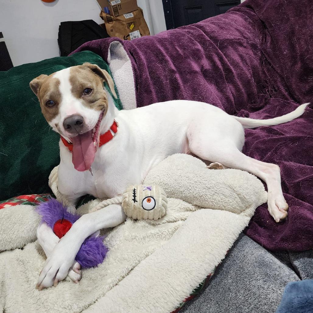 Enlarge Yogi, a Adoptable mixed breed in Miami, FL image 3/6