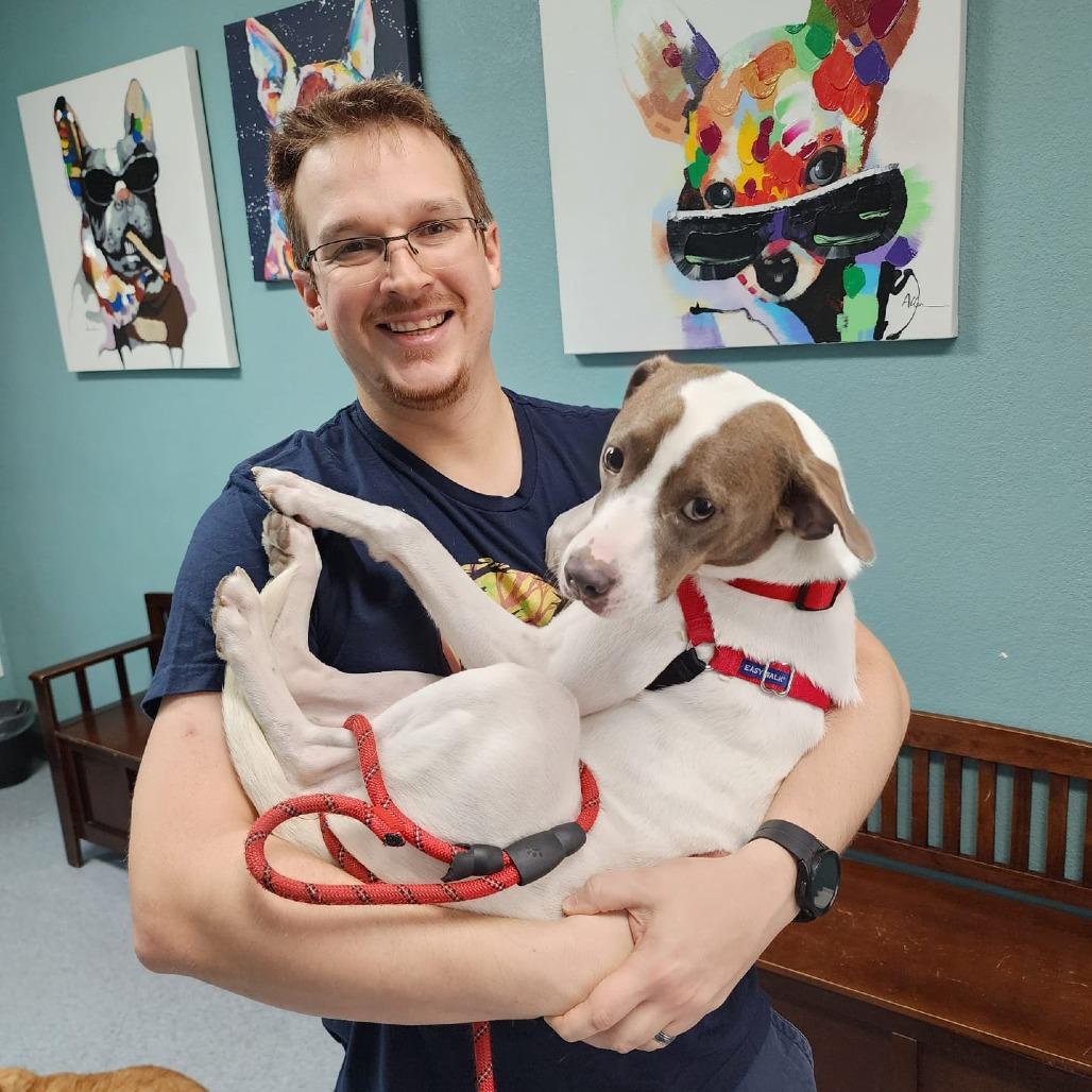 Enlarge Yogi, a Adoptable mixed breed in Miami, FL image 4/6