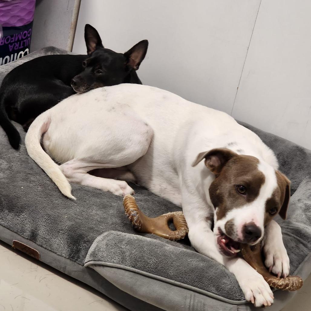 Enlarge Yogi, a Adoptable mixed breed in Miami, FL image 5/6