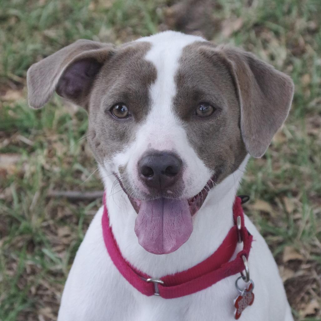 Enlarge Yogi, a Adoptable mixed breed in Miami, FL image 6/6
