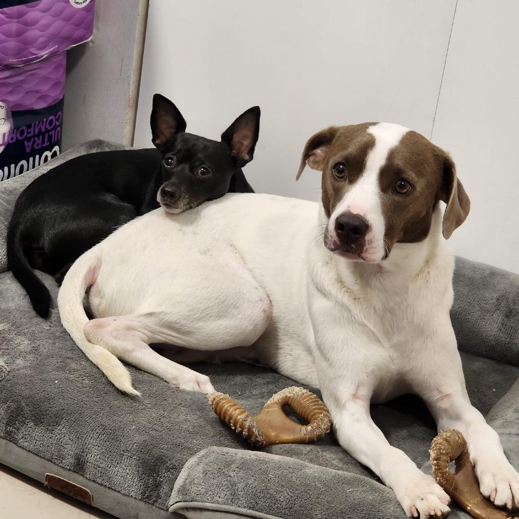 Enlarge Yogi, a Adoptable mixed breed in Miami, FL image 6/6