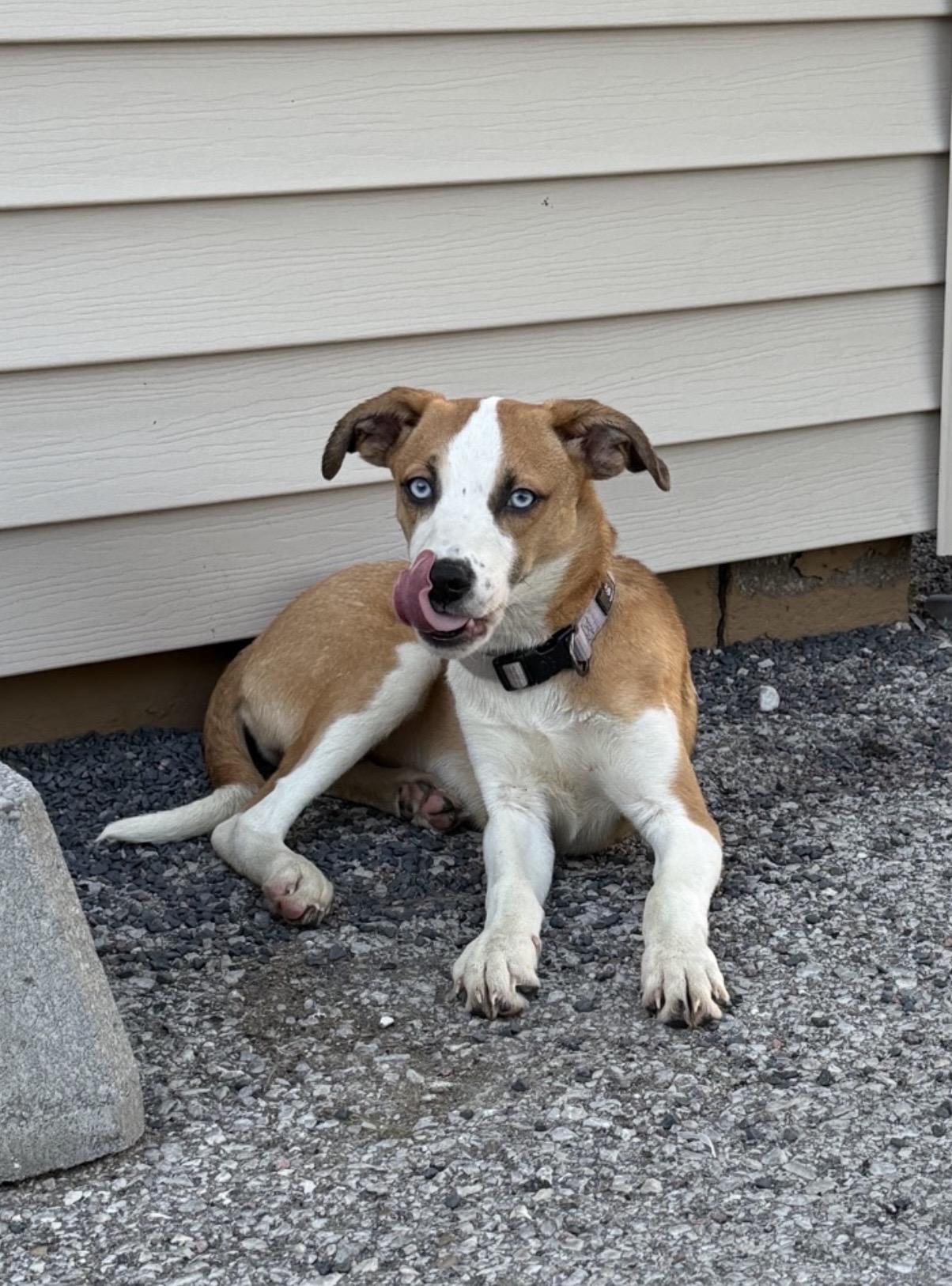 Enlarge Reeces, a ADOPTABLE mixed breed in Owensboro, KY image 3/3