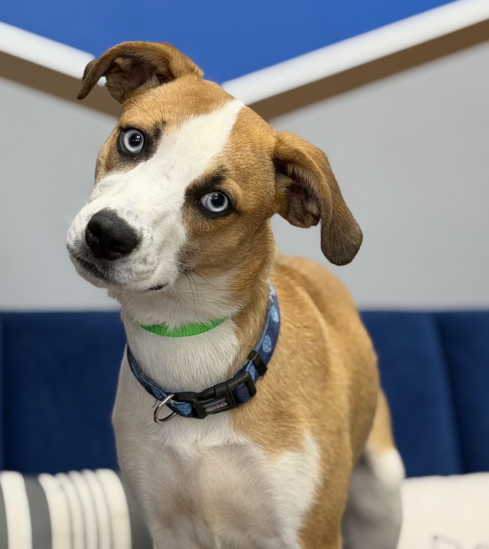 Reeces, ADOPTABLE, Puppy Female Australian Shepherd.