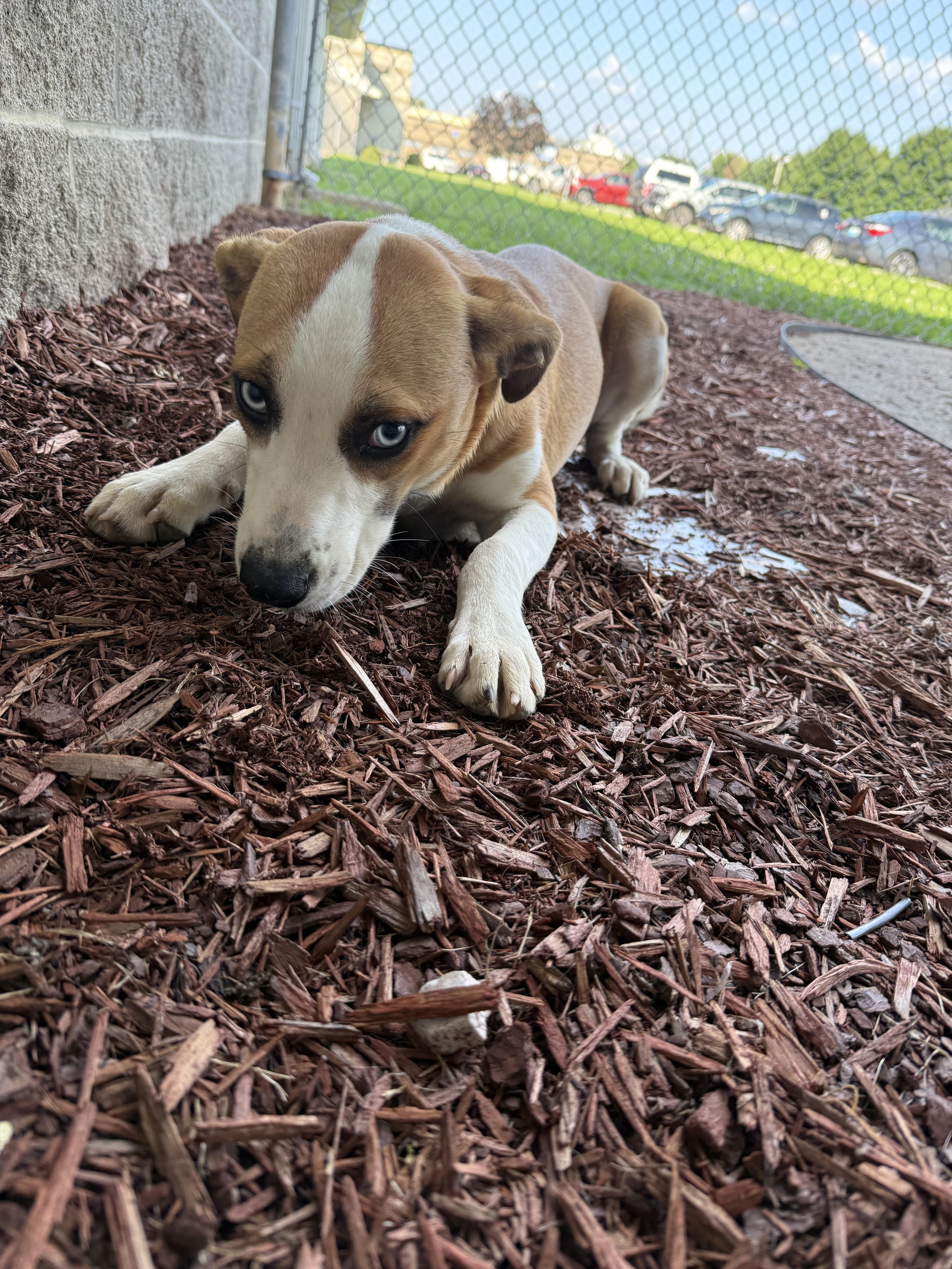 Enlarge Reeces, a ADOPTABLE mixed breed in Owensboro, KY image 2/3