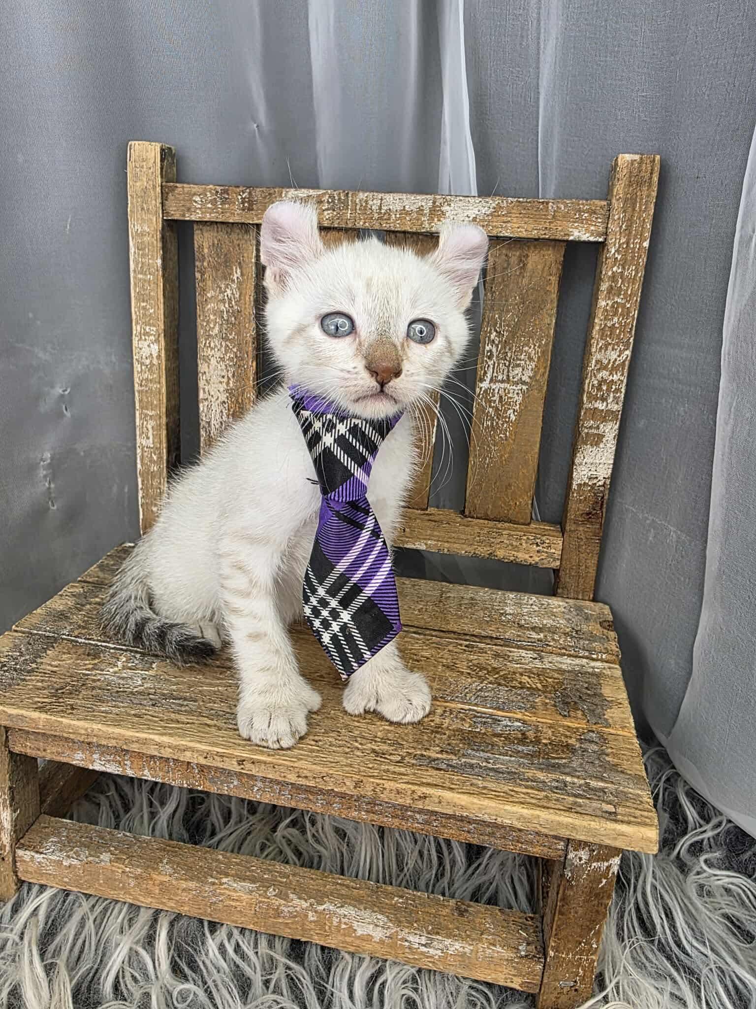 Enlarge Eggnog, an adoptable mixed breed in Southfield , MI image 4/6