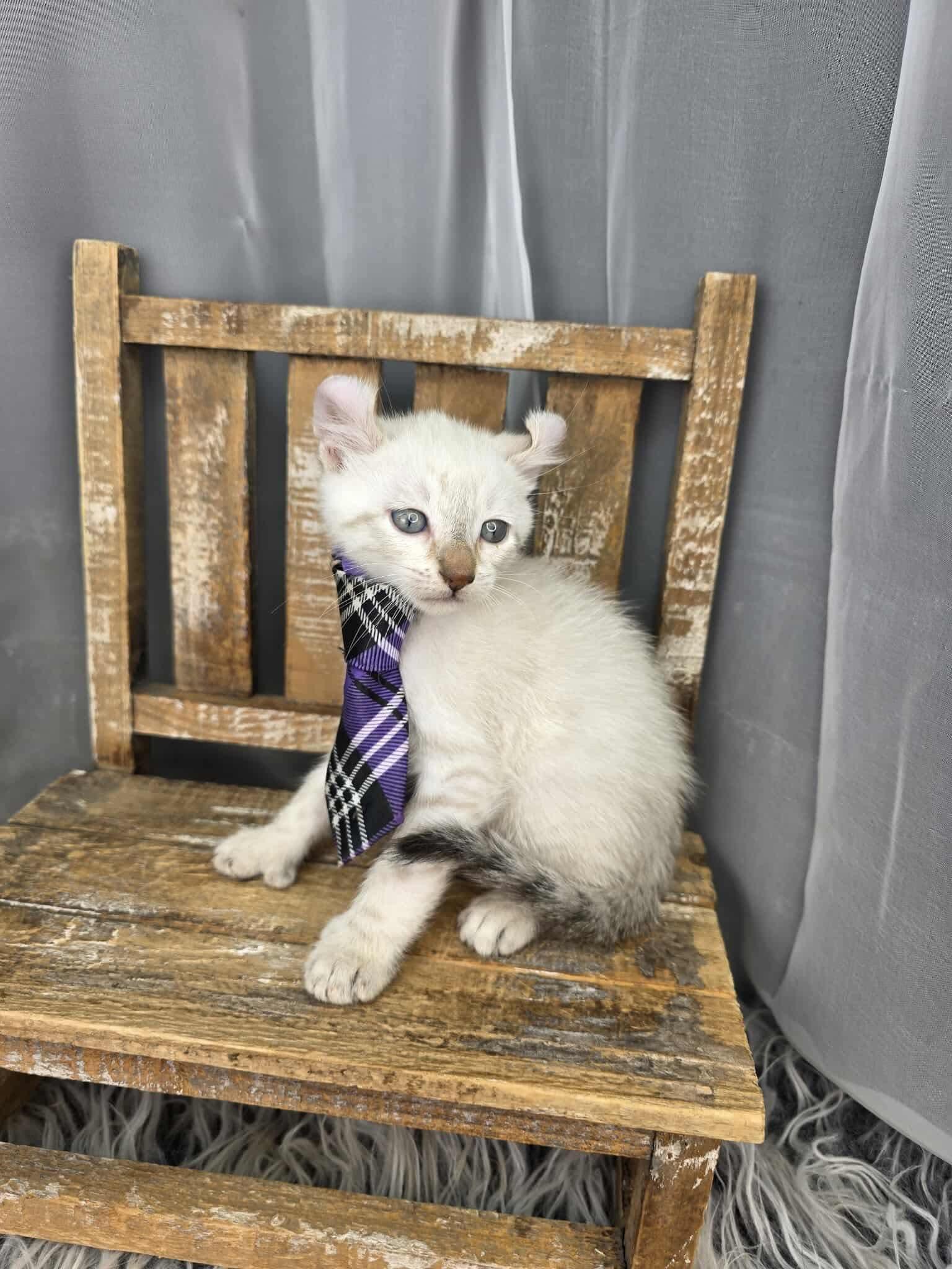 Enlarge Eggnog, an adoptable mixed breed in Southfield , MI image 6/6