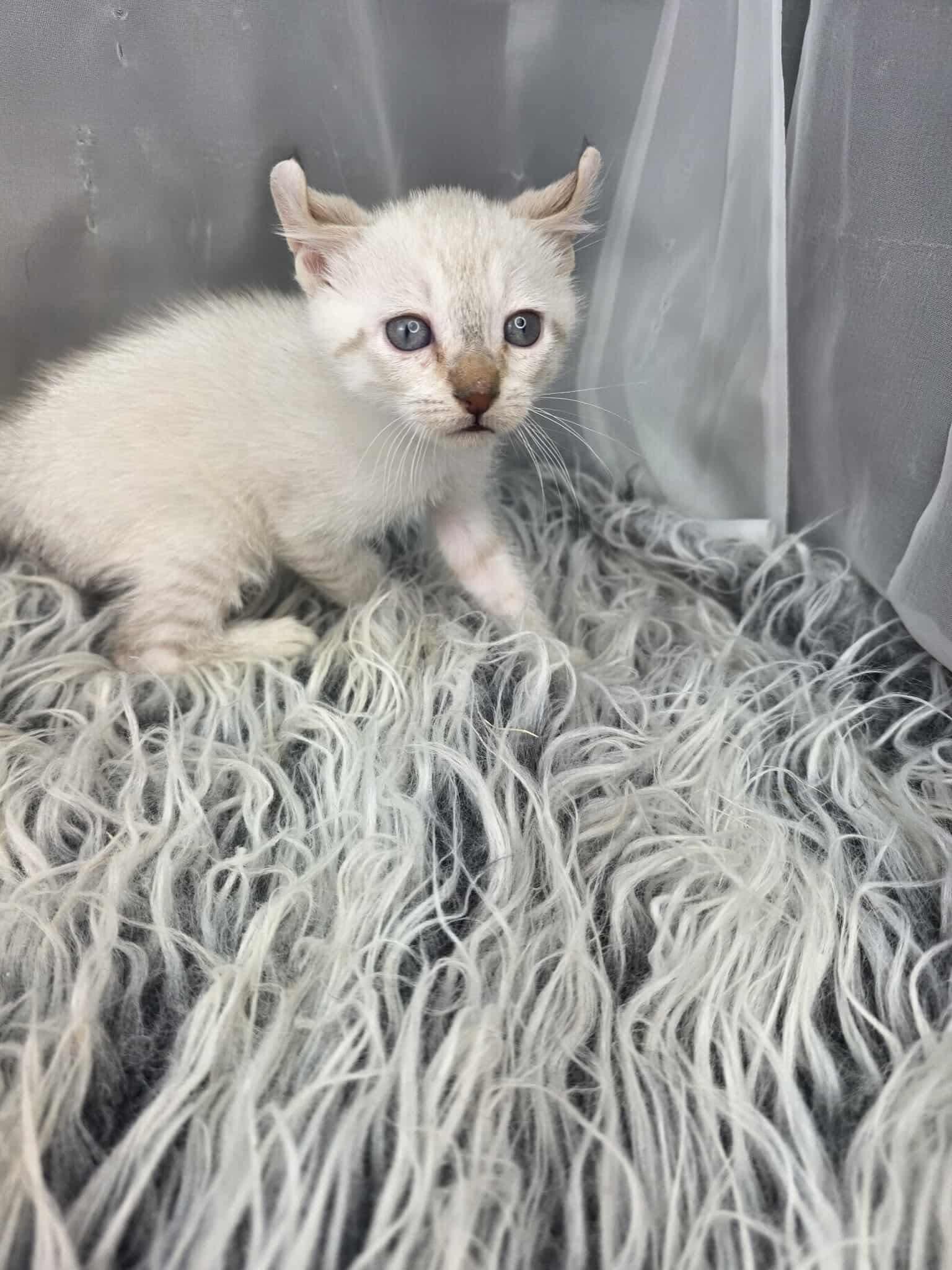 Enlarge Eggnog, an adoptable mixed breed in Southfield , MI image 5/6