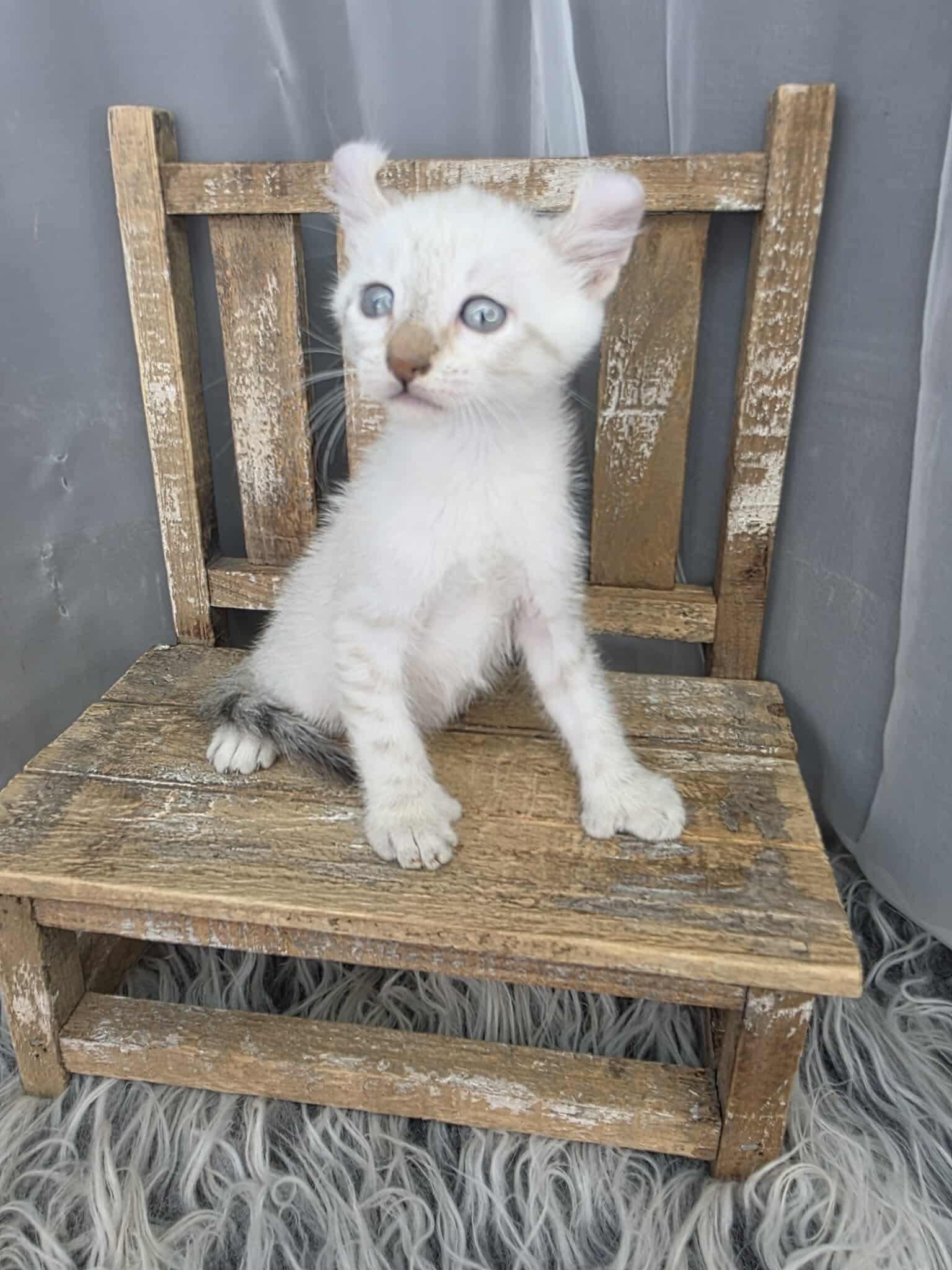 Enlarge Eggnog, an adoptable mixed breed in Southfield , MI image 2/6