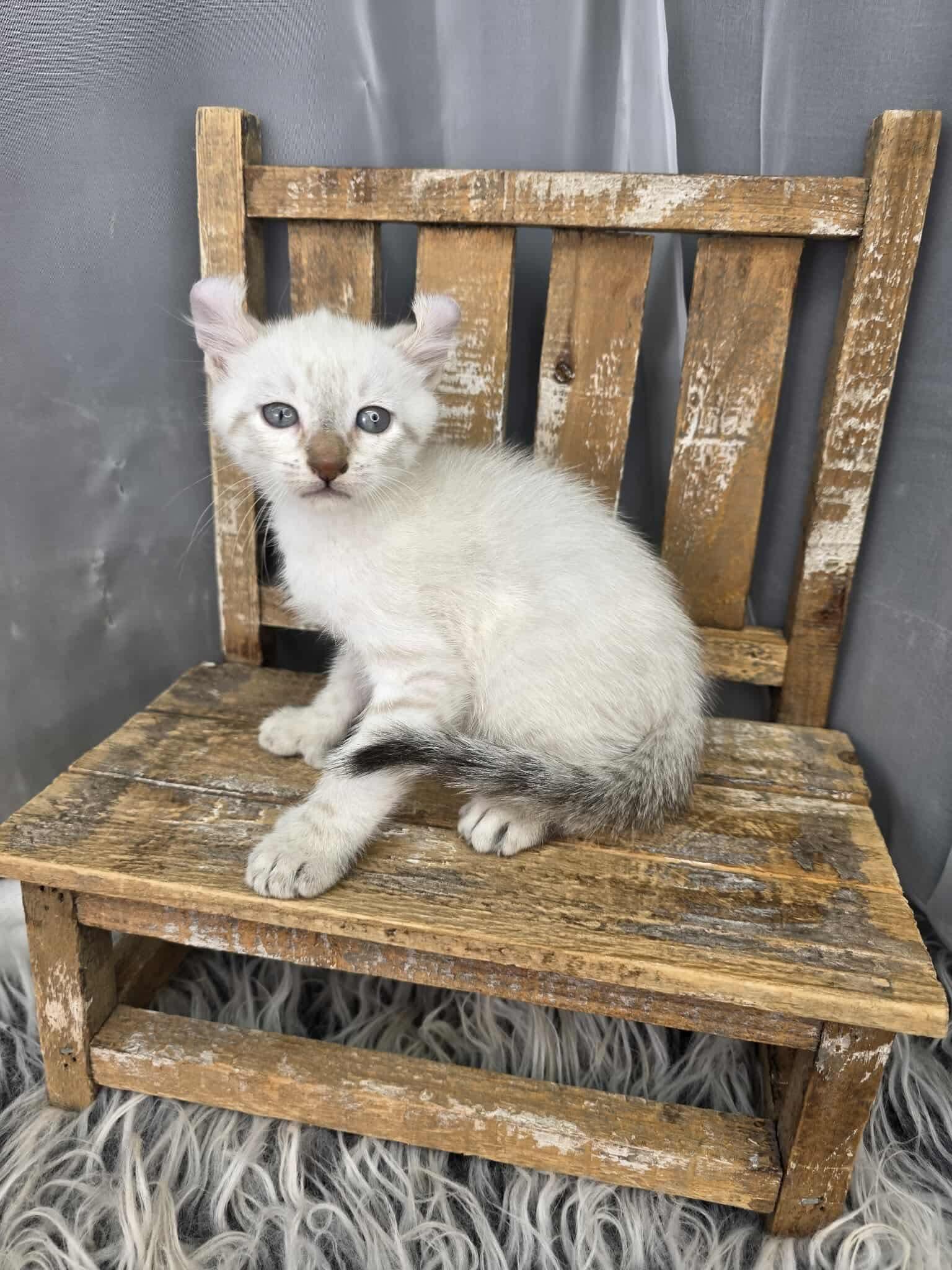 Enlarge Eggnog, an adoptable mixed breed in Southfield , MI image 3/6