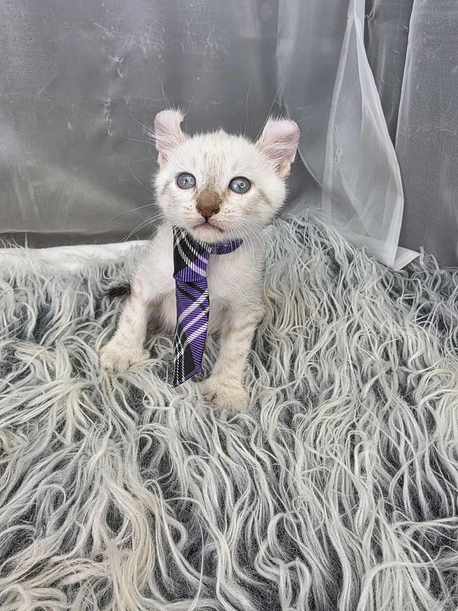 Enlarge Eggnog, an adoptable mixed breed in Southfield , MI image 1/6