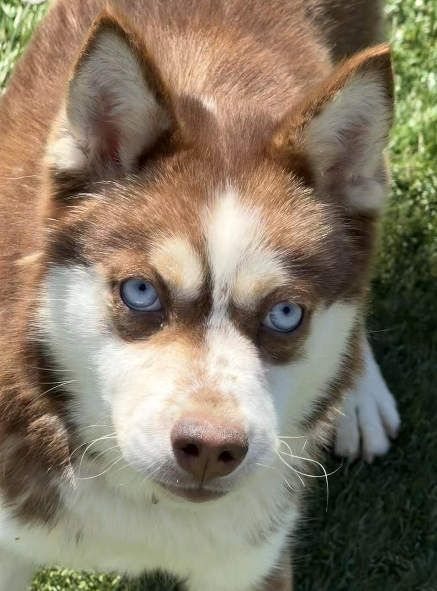 Lou, adopted, Young Female Husky.