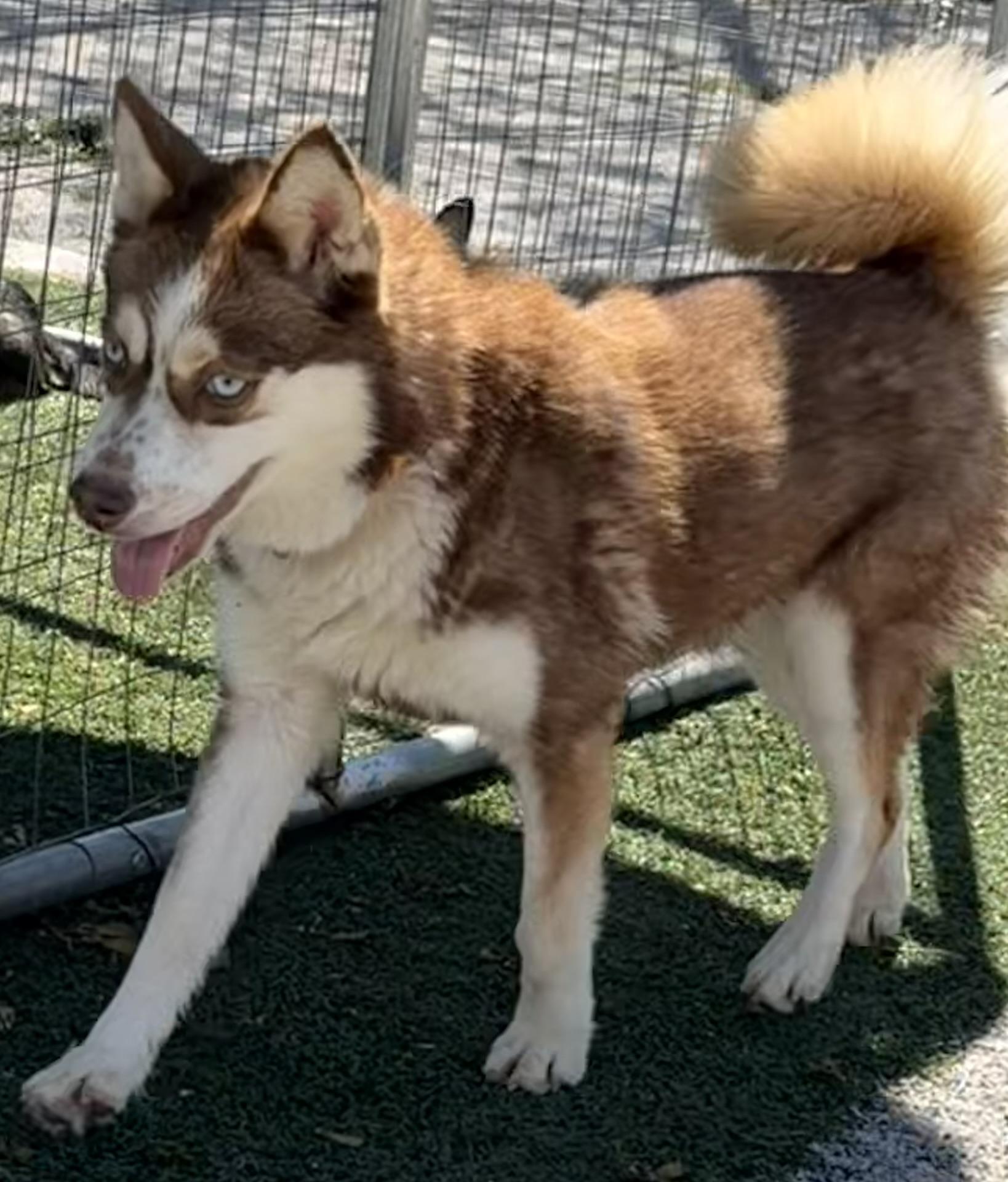 Enlarge Lou, an adopted mixed breed in Owensboro, KY image 6/6