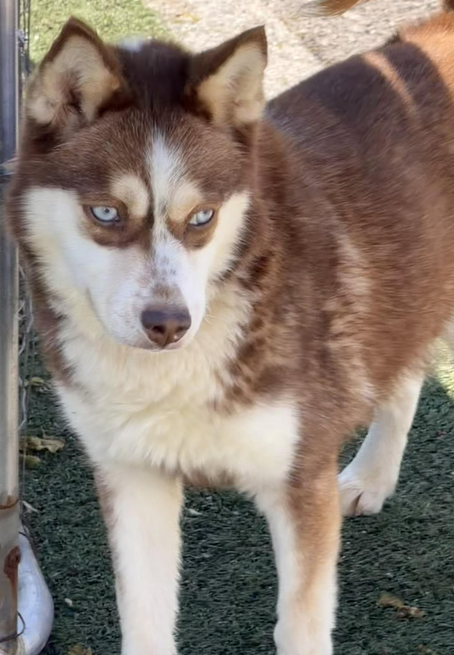 Enlarge Lou, an adopted mixed breed in Owensboro, KY image 2/6