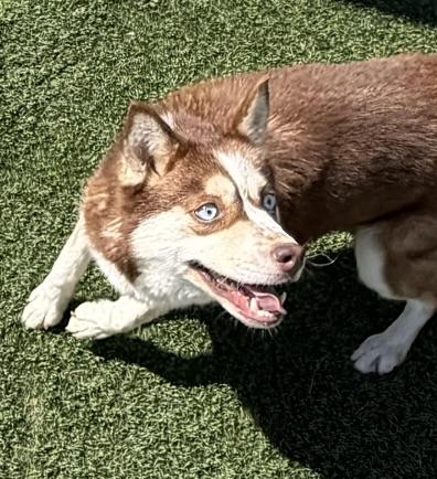 Enlarge Lou, an adopted mixed breed in Owensboro, KY image 4/6