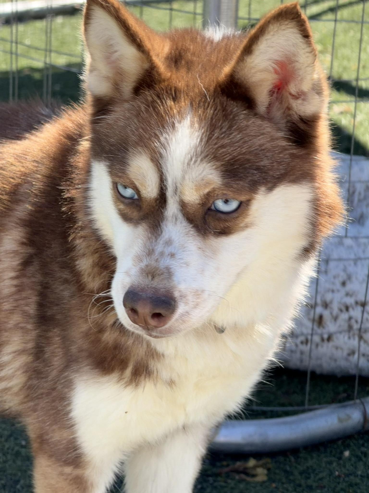Enlarge Lou, an adopted mixed breed in Owensboro, KY image 5/6